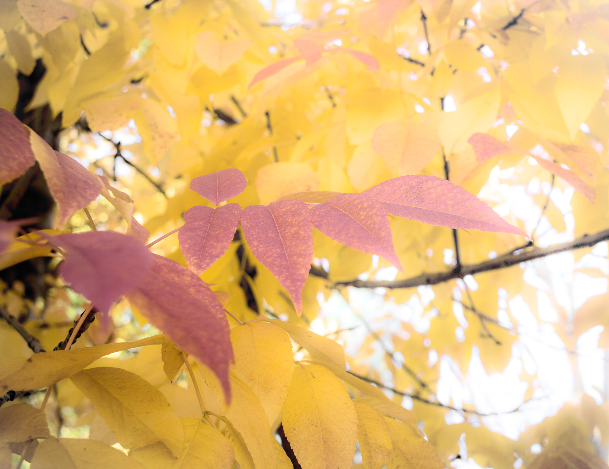 Canon EF-S 24mm F2.8 STM sample photo. Ahhhhhh autumn photography