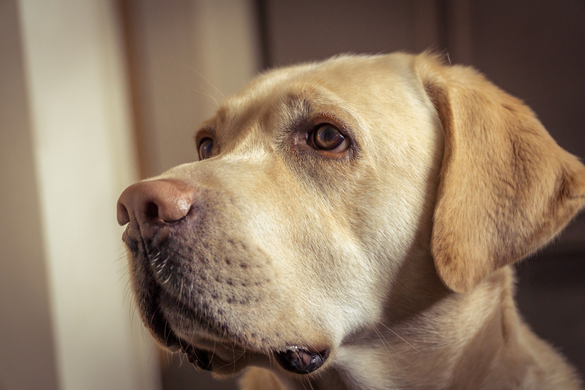 Sony a5100 + Sony E PZ 18-105mm F4 G OSS sample photo. Obi - i'm a grown up photography