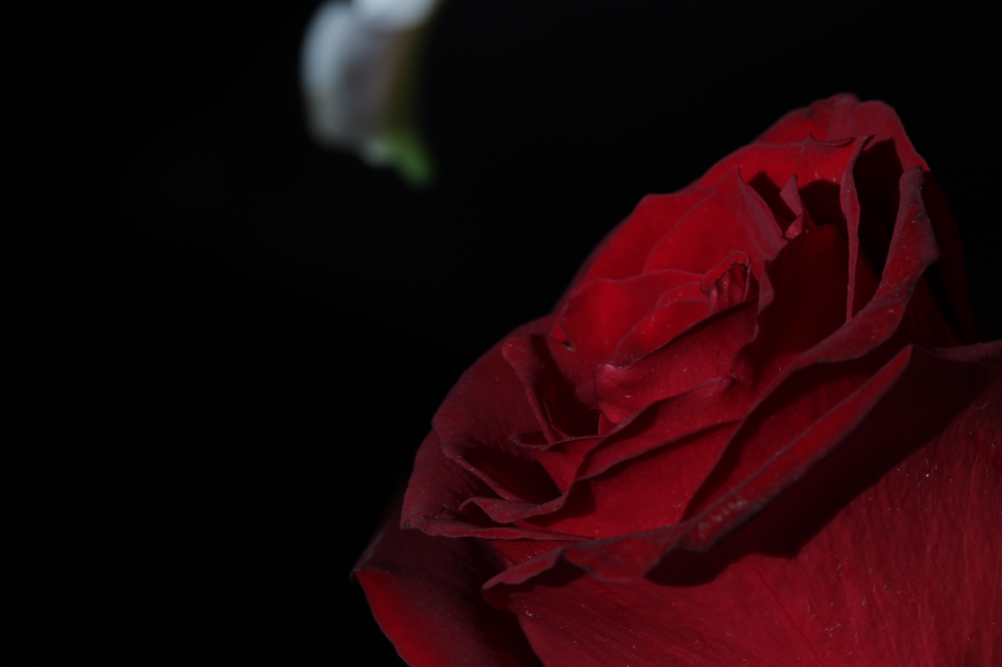 Canon EF 100mm F2.8 Macro USM sample photo. Red photography