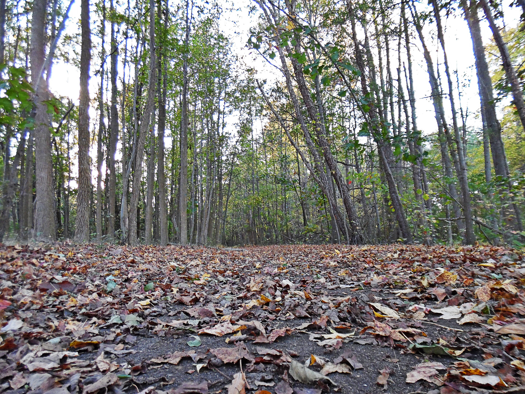 Samsung WB35F/WB36F/WB37F sample photo