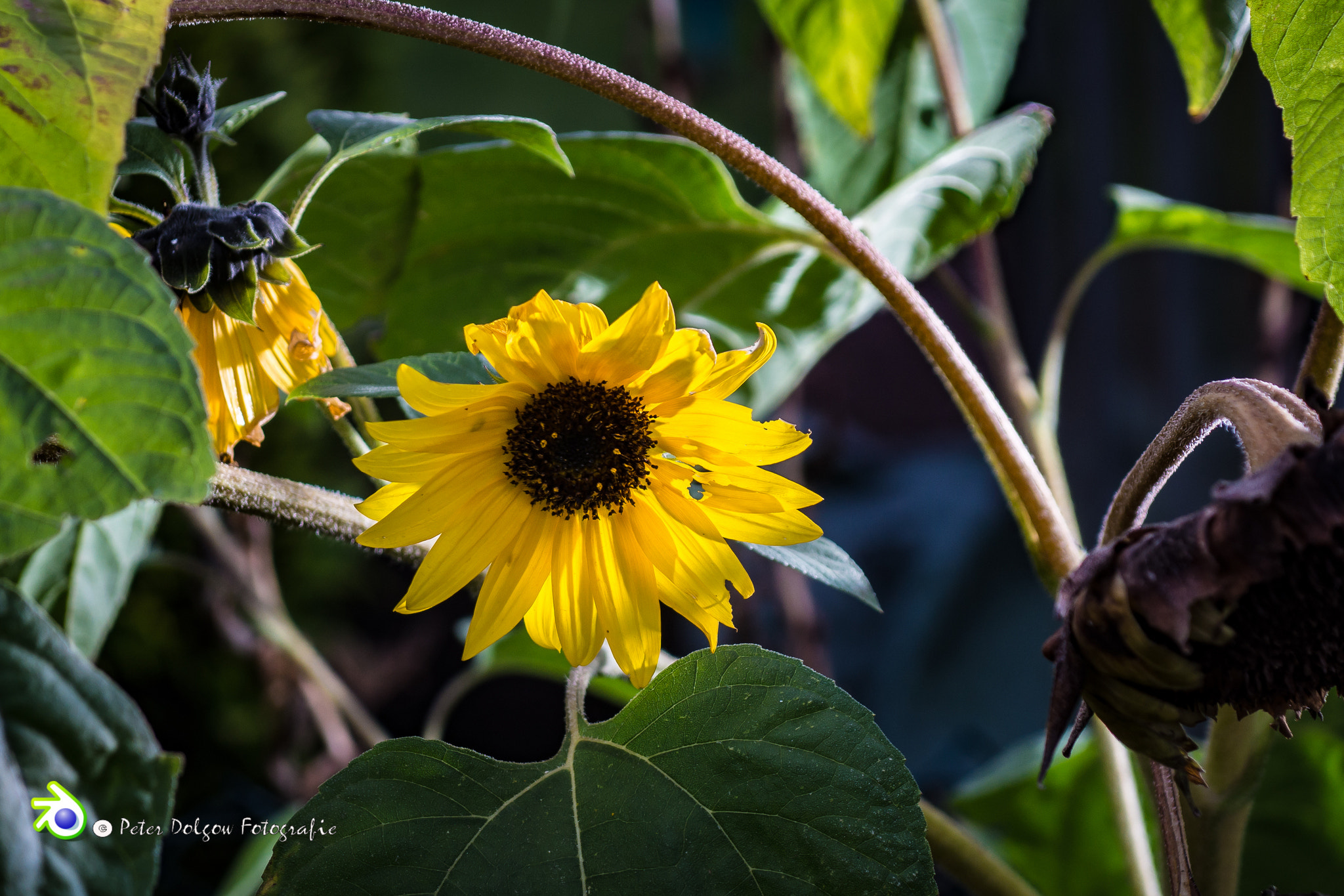 Sony SLT-A99V sample photo. Sunflower in autumn  photography