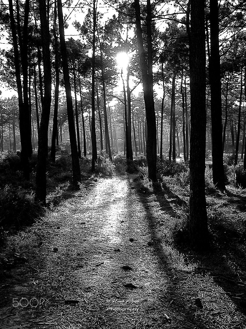 Sony DSC-P100 sample photo. Path to the light bw photography