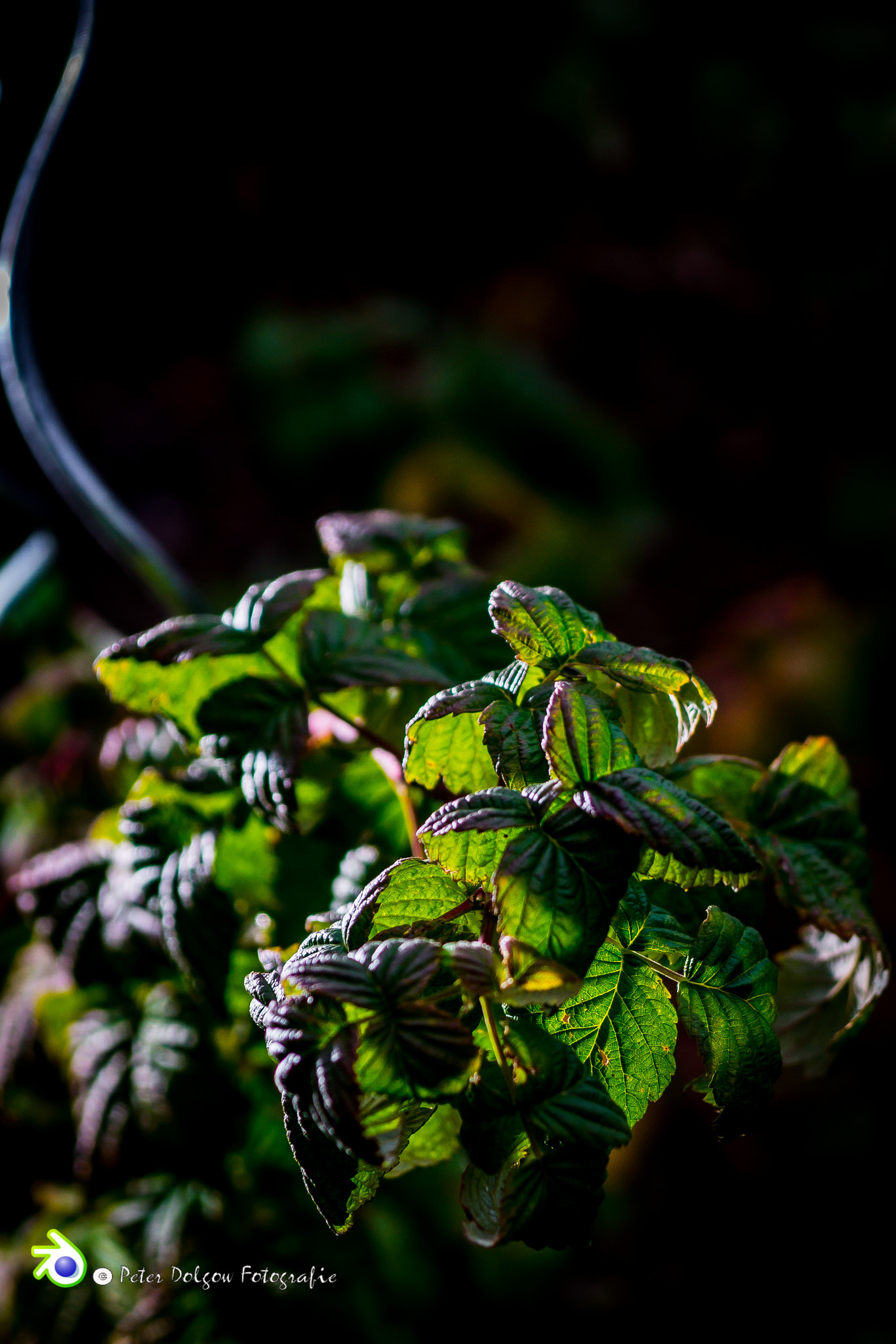 Sony SLT-A99V sample photo. Himmbeerstrauch im oktober  photography