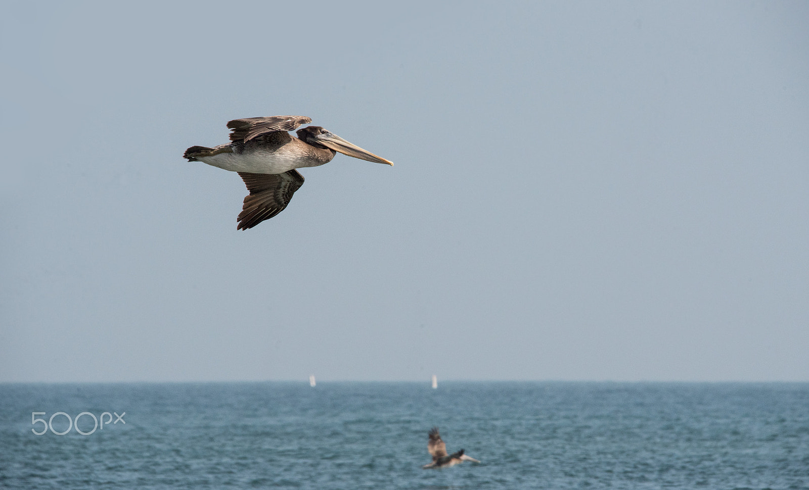 Nikon D750 + Sigma 150-500mm F5-6.3 DG OS HSM sample photo. Sea bird photography