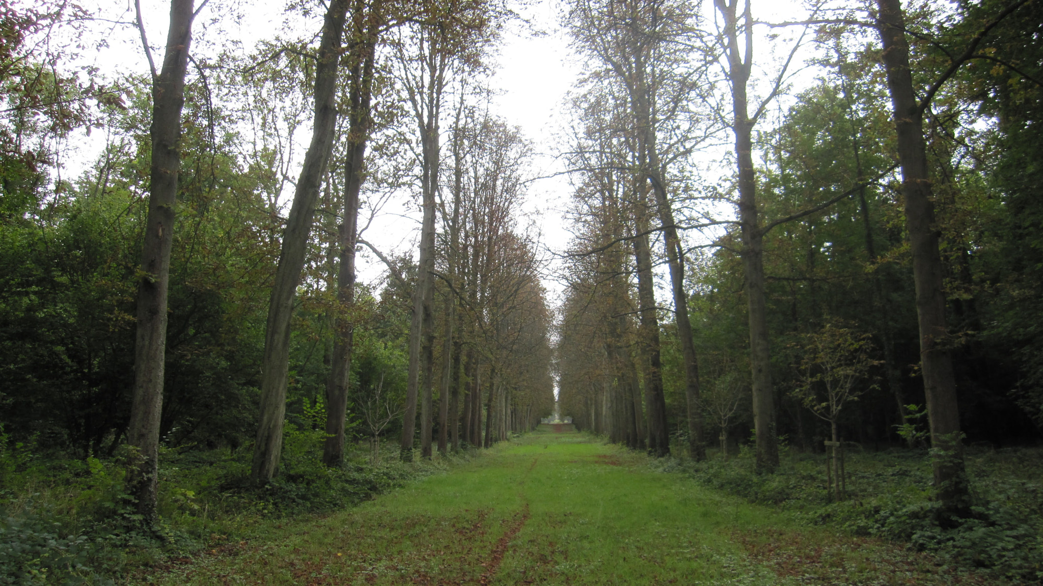 Canon PowerShot SD960 IS (Digital IXUS 110 IS / IXY Digital 510 IS) sample photo. #lostinthewoods photography