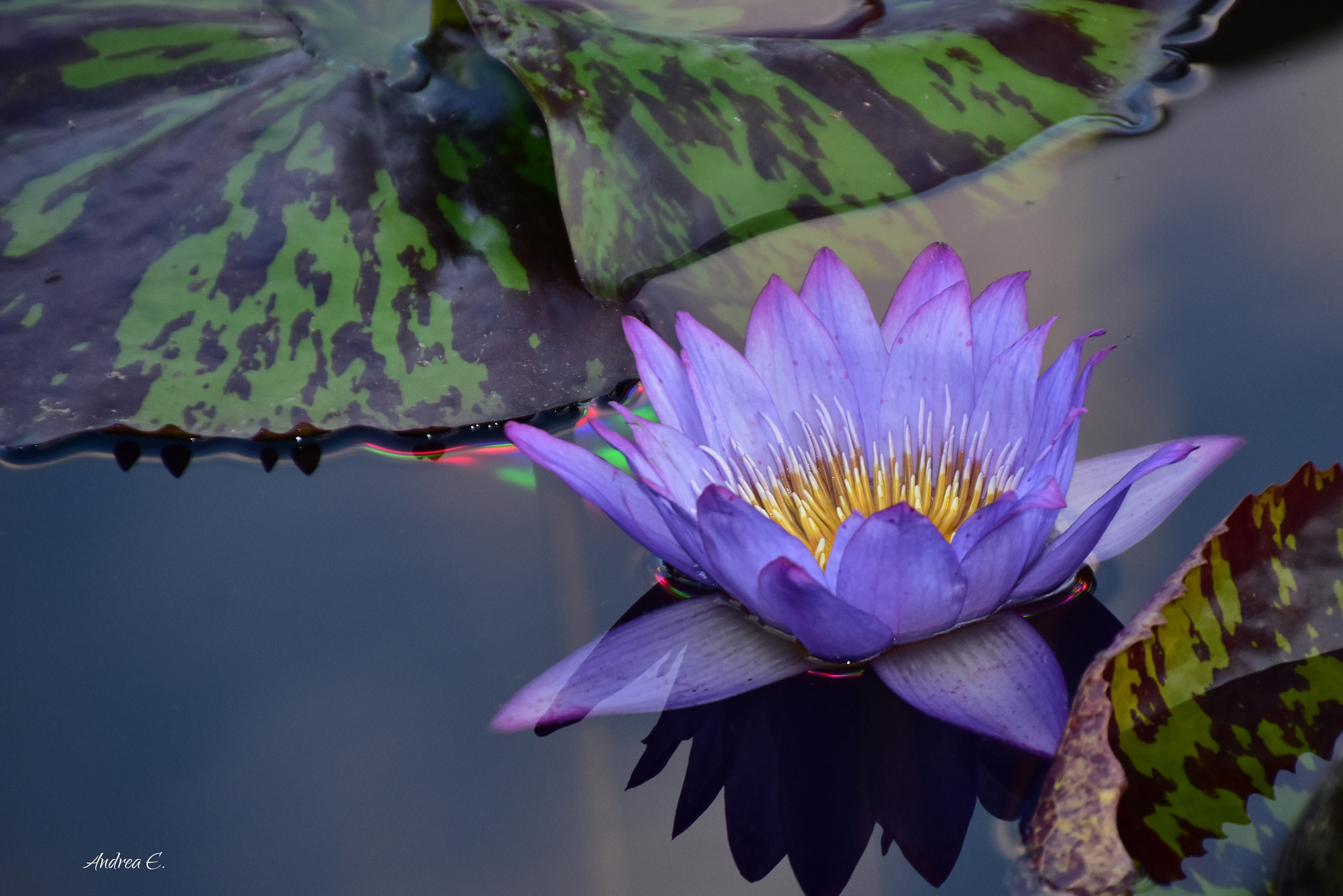 Nikon D7200 sample photo. Purple water lily photography