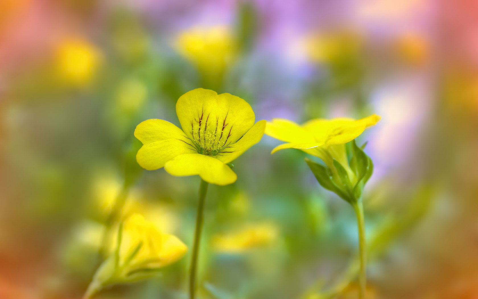 Nikon D7100 + Nikon AF Micro-Nikkor 60mm F2.8D sample photo. Yellow babies photography