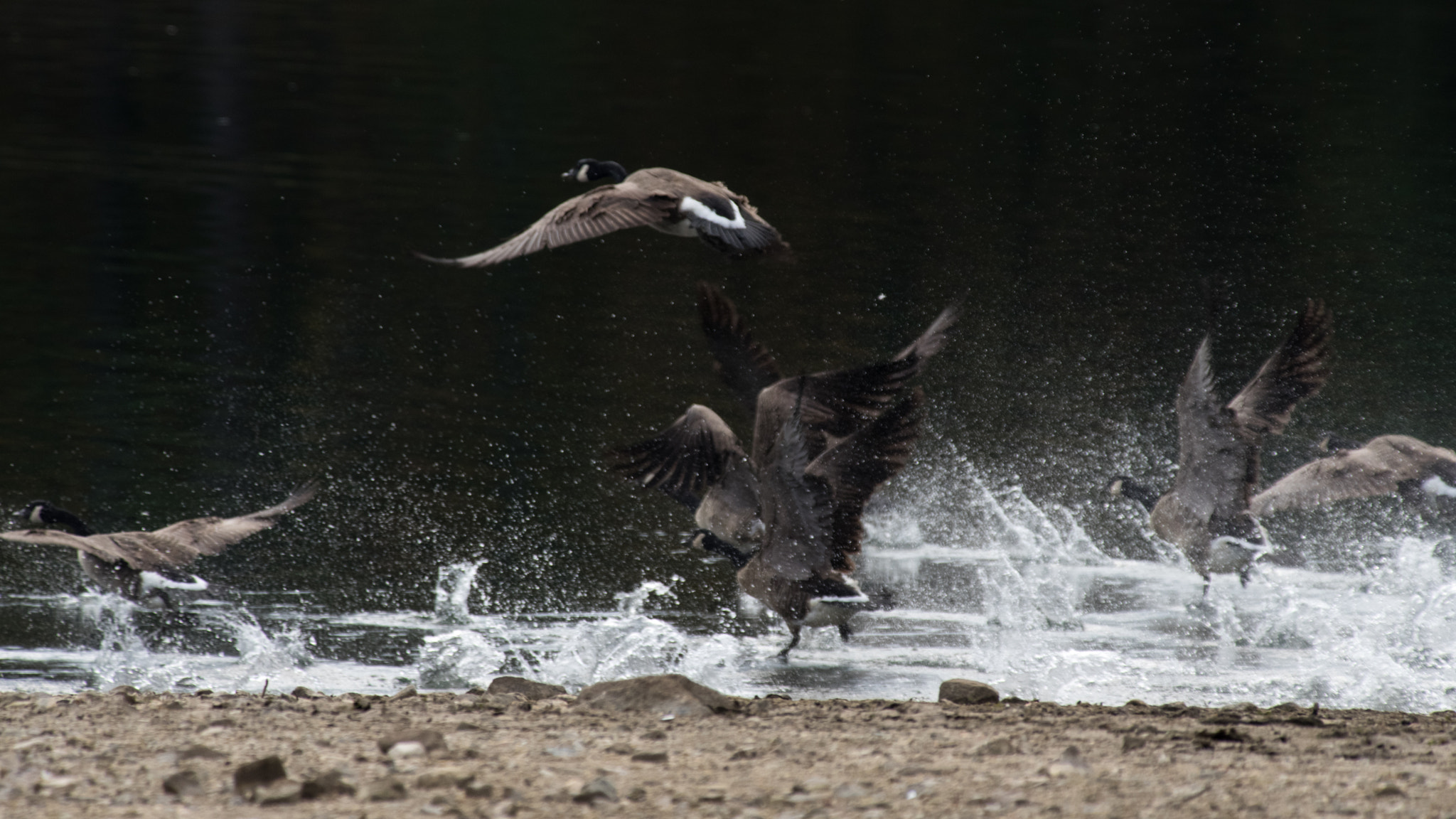 Pentax smc DA* 300mm F4.0 ED (IF) SDM sample photo. Commotion of takeoff photography