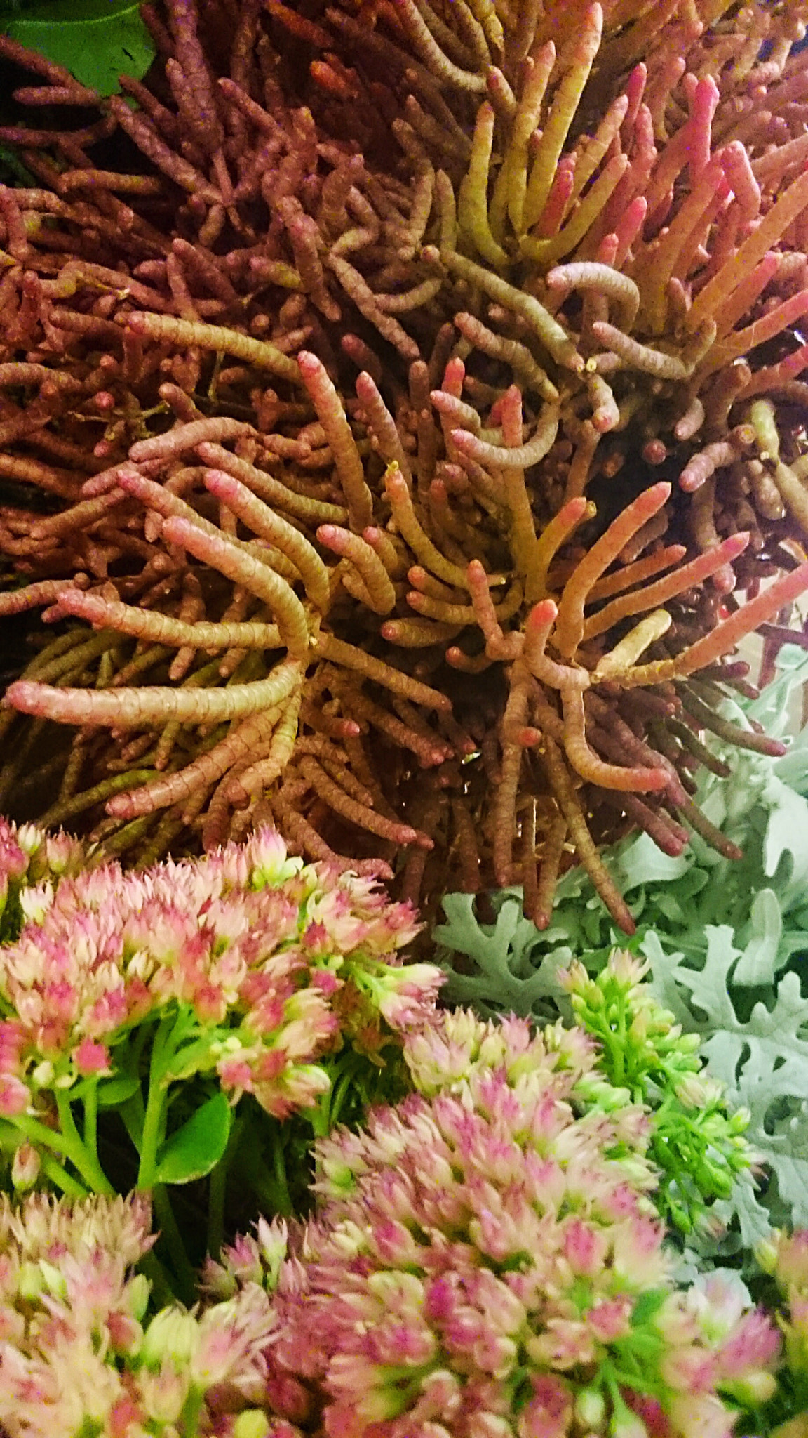 Sony Xperia Z Ultra sample photo. There are amazing plants  photography