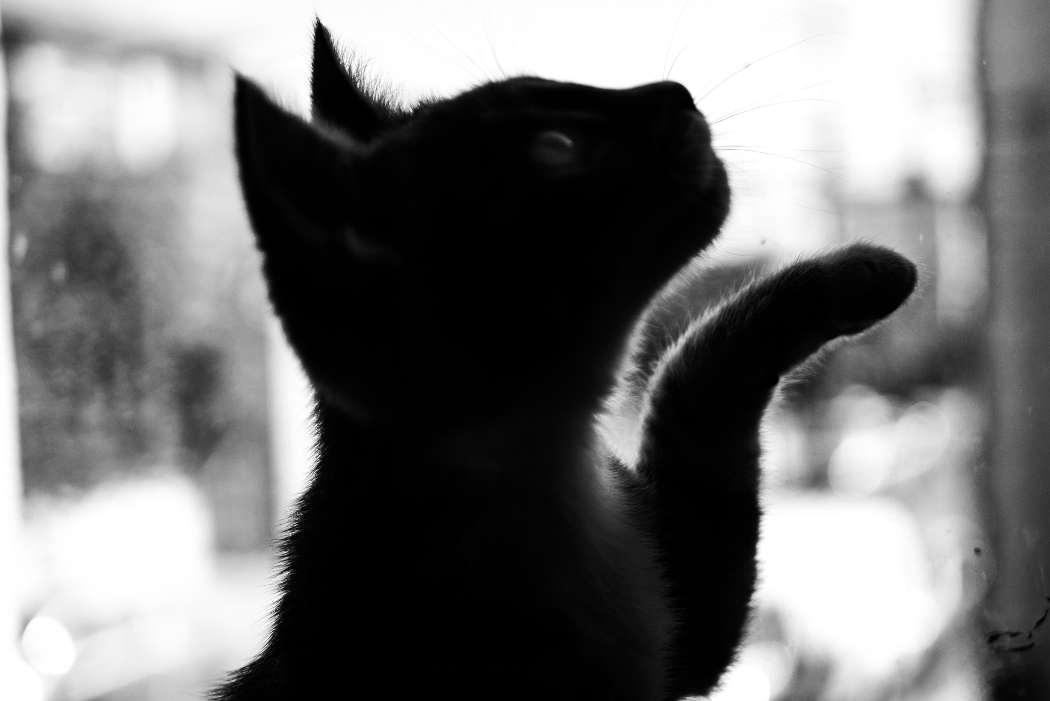 Panasonic Lumix DMC-G7 + LUMIX G 25/F1.7 sample photo. Kitties by the window. photography