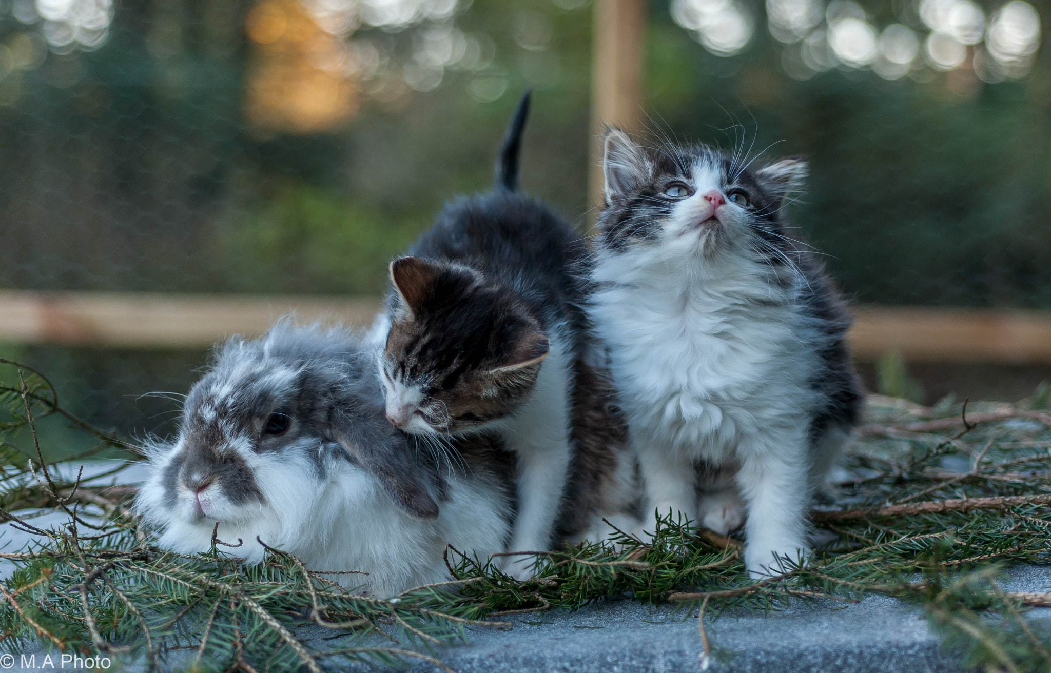 Nikon D3 sample photo. The rabbit and the 2 kittens photography