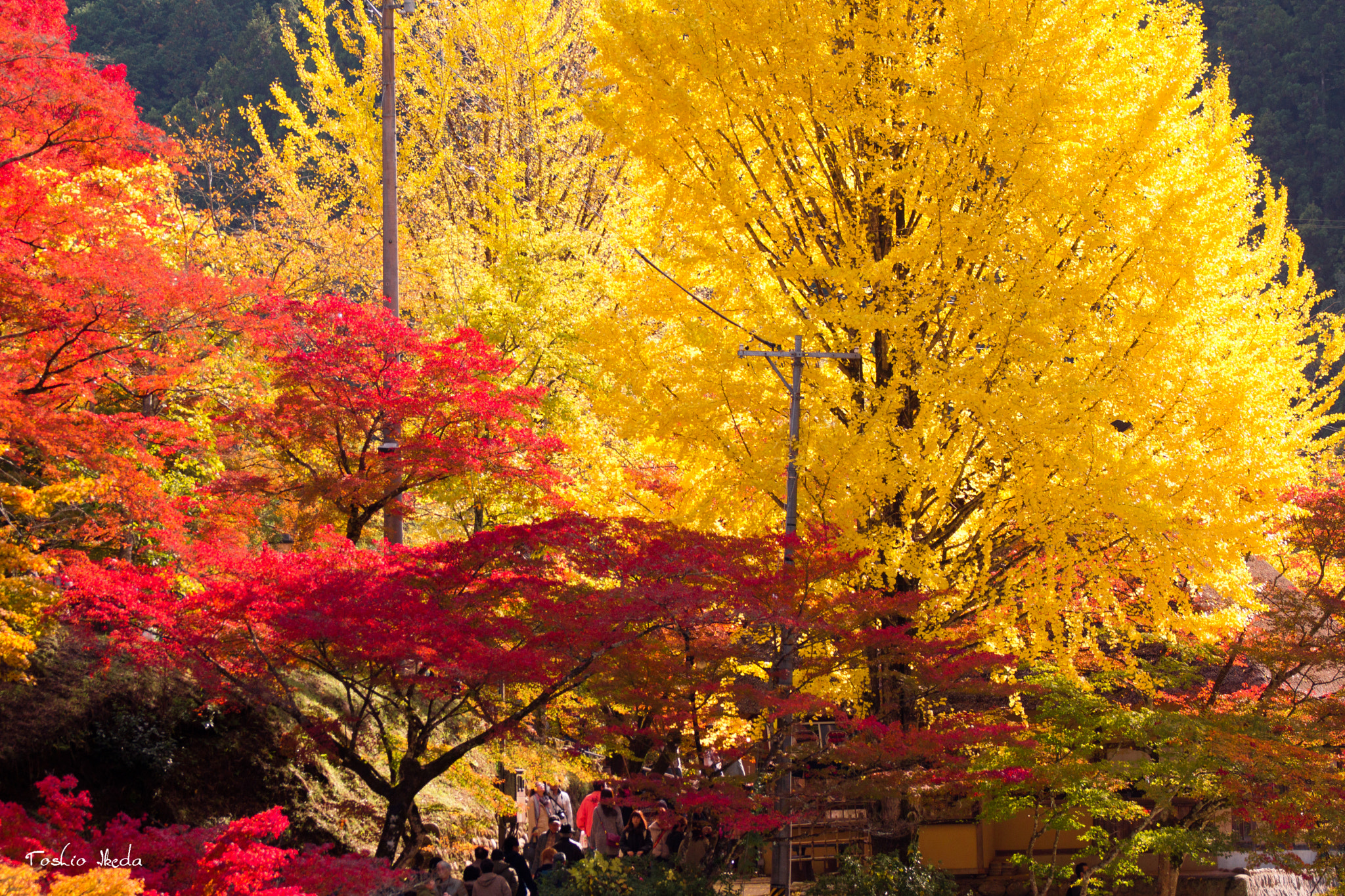 Tamron SP 70-300mm F4-5.6 Di USD sample photo. Autumn trees 　香嵐渓 photography