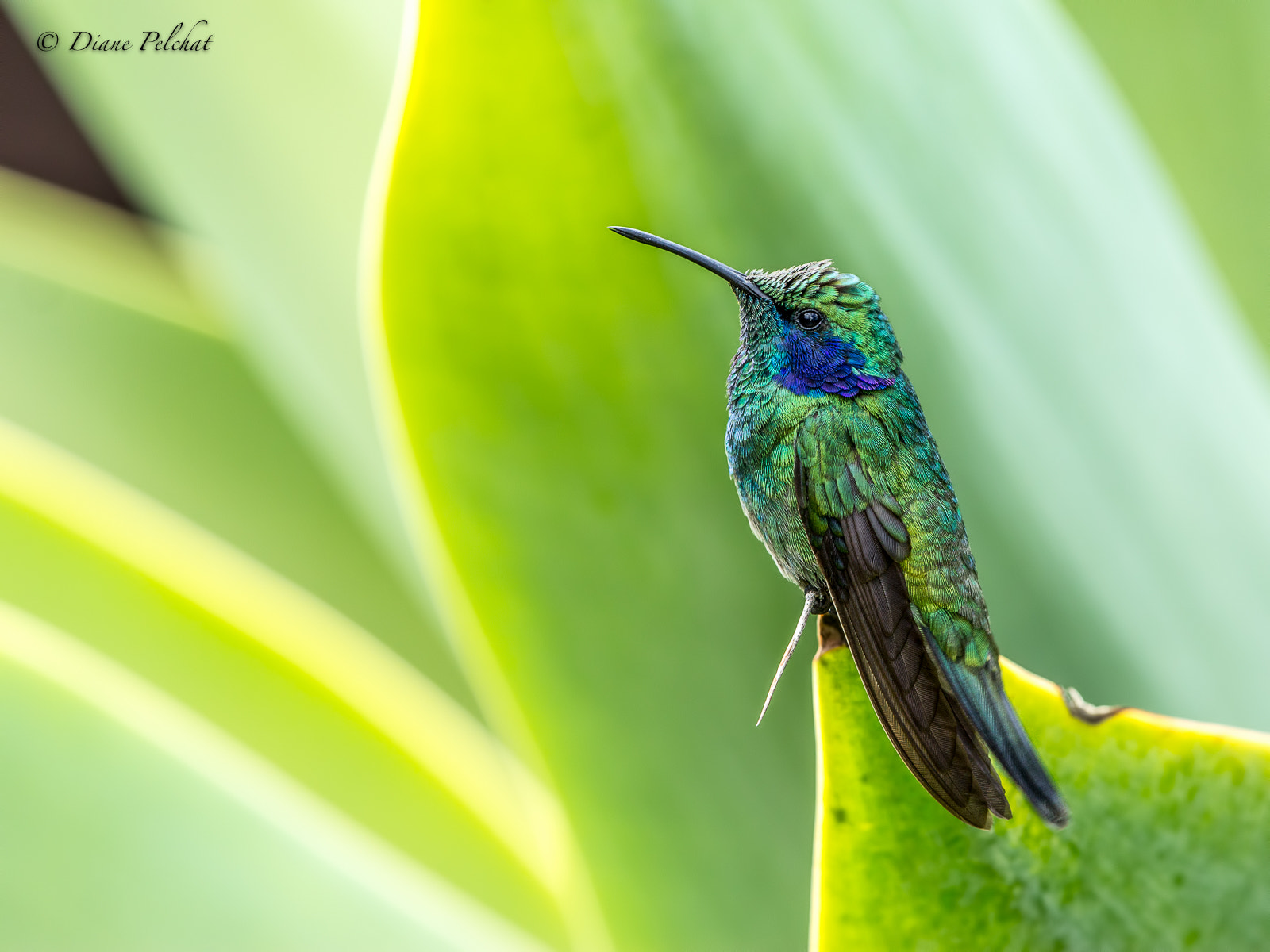 Canon EF 300mm F2.8L IS II USM sample photo. Green violetear photography