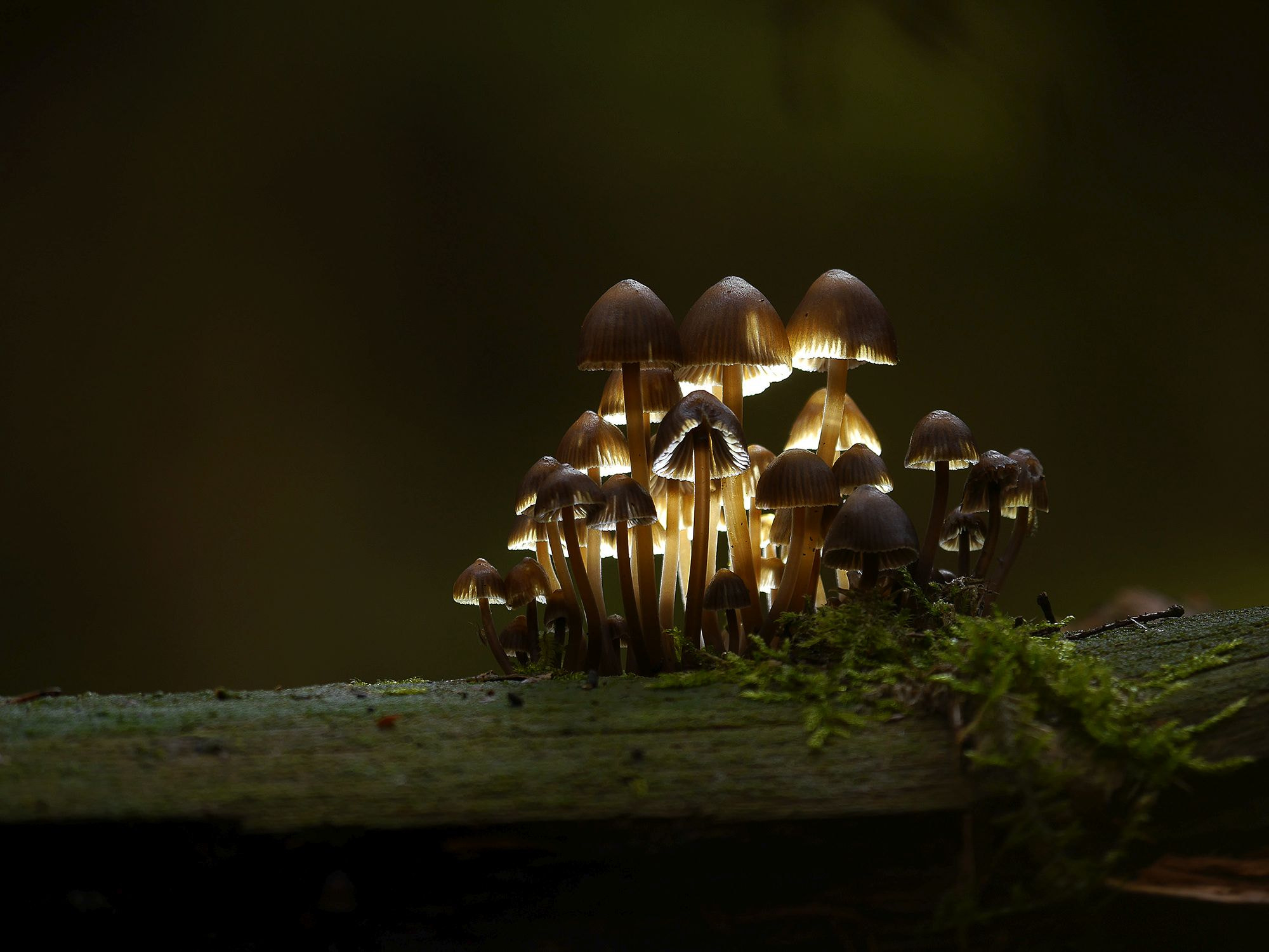 Panasonic Lumix DMC-G6 + Panasonic Lumix G Vario 100-300mm F4-5.6 OIS sample photo. Magic mushrooms photography