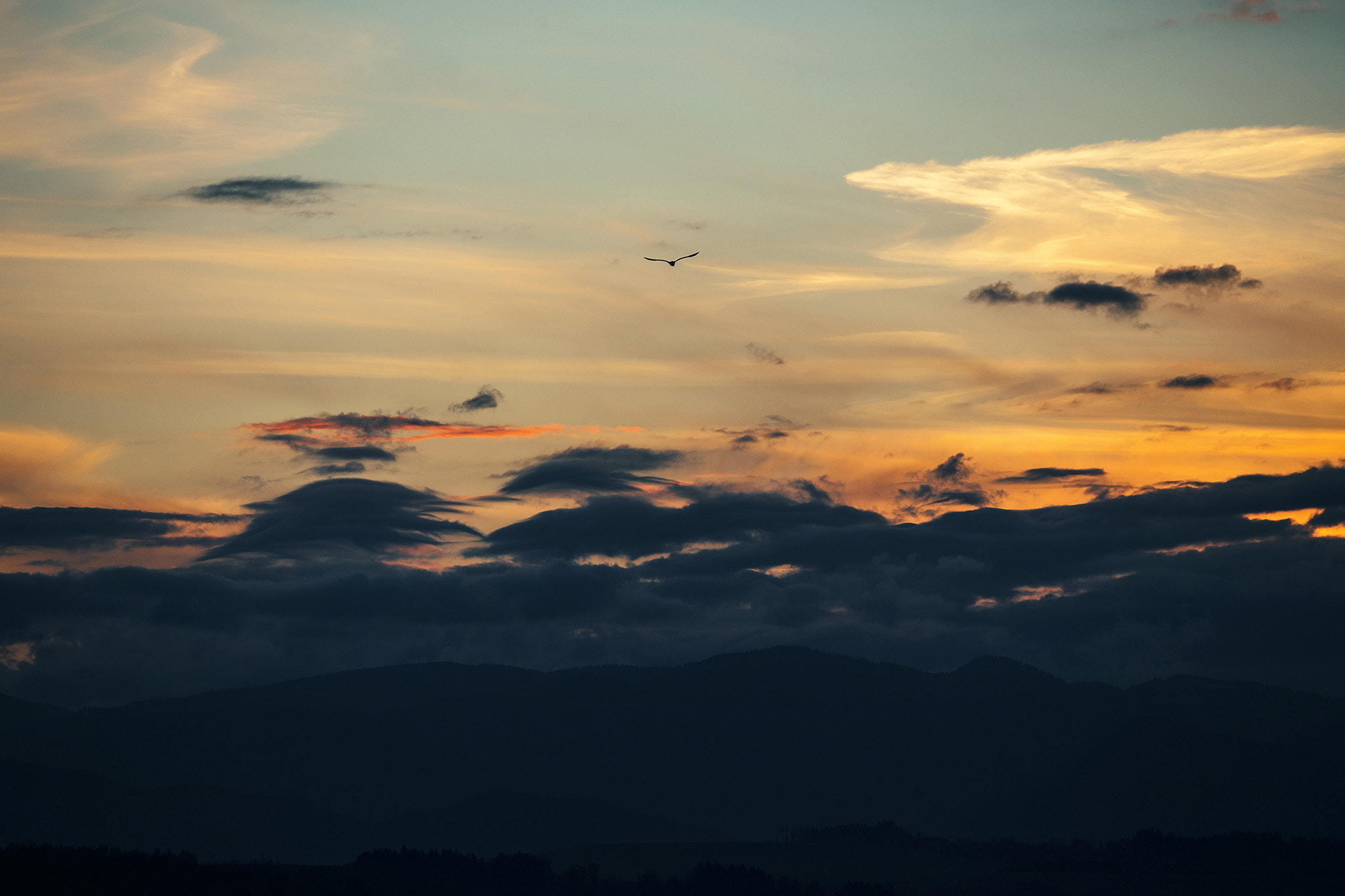 Canon EF 80-200mm f/2.8L sample photo. Follow the sun photography
