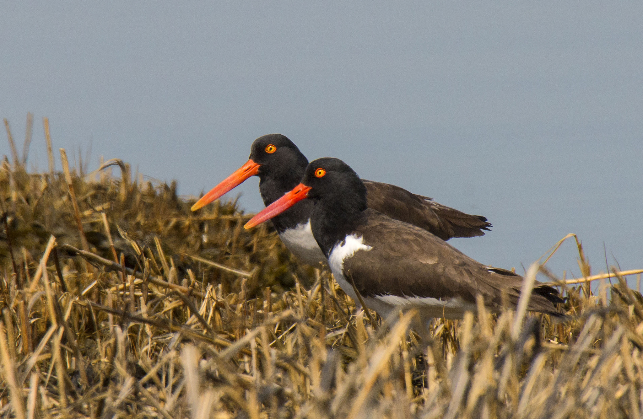 Canon EOS 70D + Sigma 50-500mm F4.5-6.3 DG OS HSM sample photo. Oystercatcher pair photography