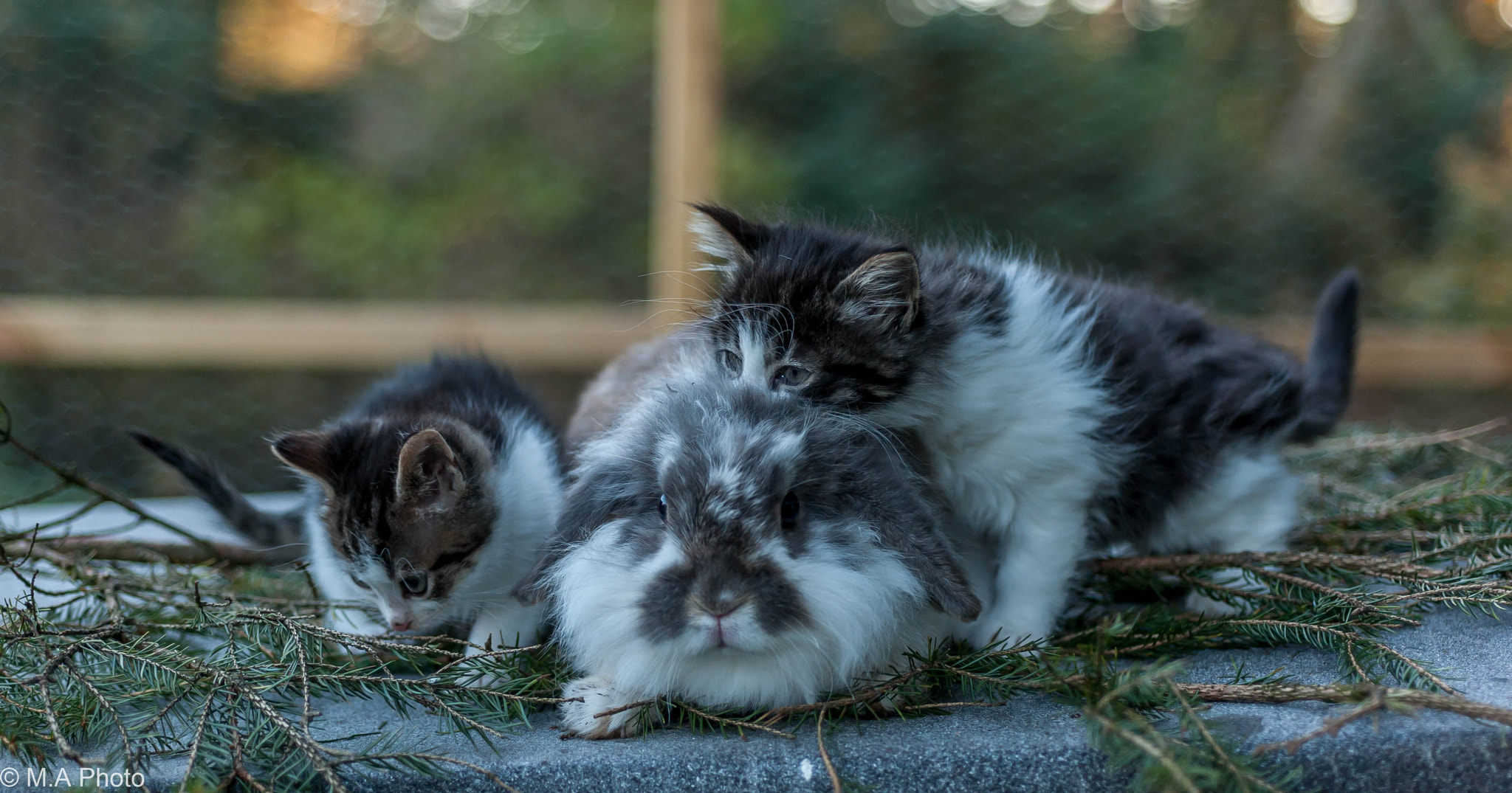 Nikon D3 sample photo. The rabbit and the 2 kittens photography