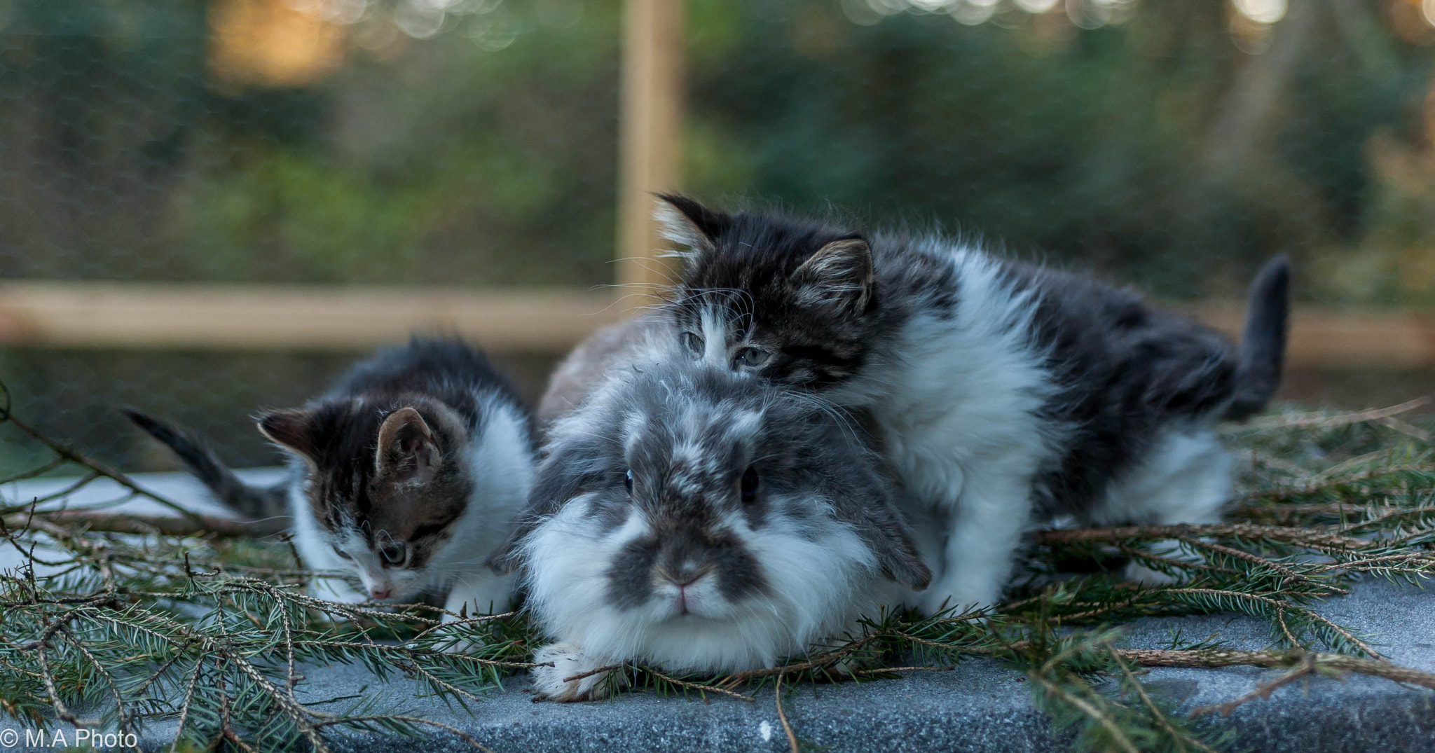 Nikon AF Micro-Nikkor 60mm F2.8D sample photo. The rabbit and the 2 kittens photography