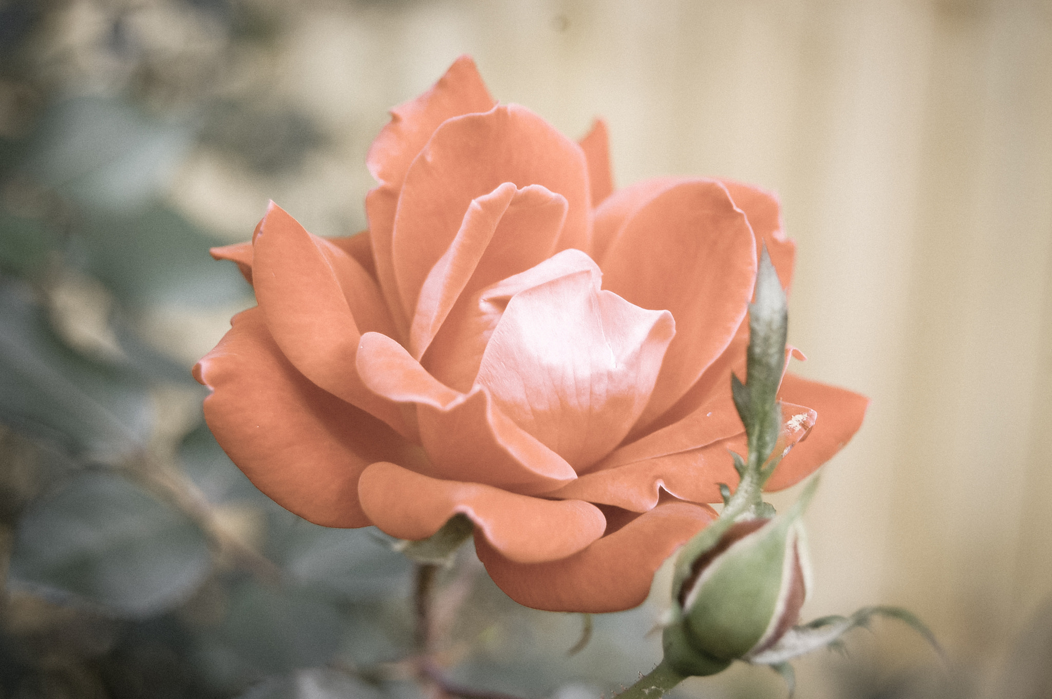 Nikon D40 sample photo. Pink flower photography
