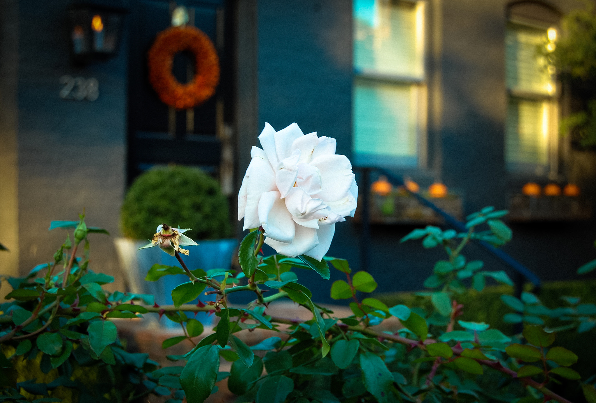 Nikon D40 sample photo. White flower photography