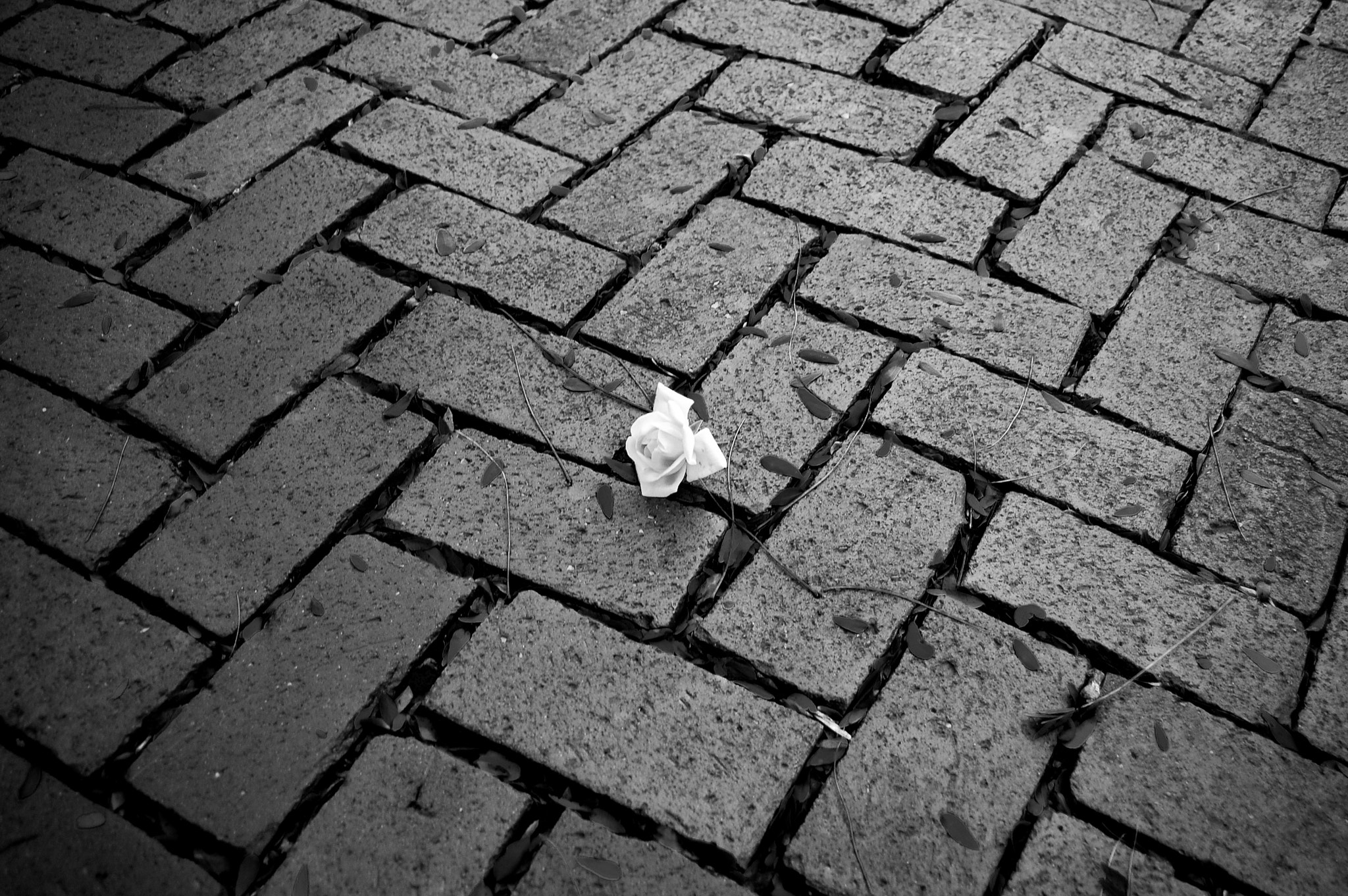 Nikon D40 sample photo. B&w photography