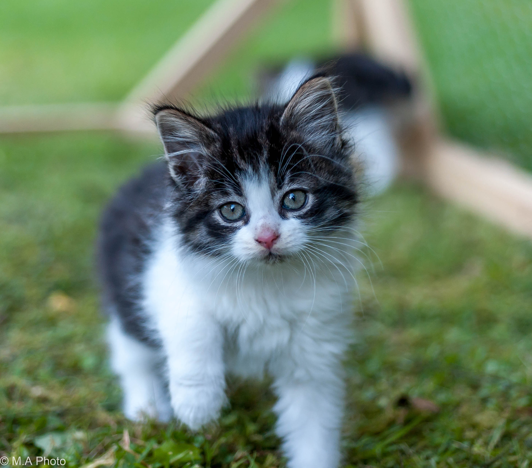 Nikon AF Micro-Nikkor 60mm F2.8D sample photo. Kitten photography