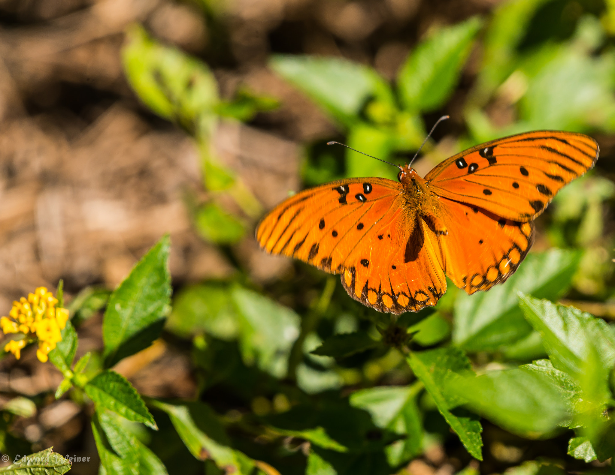 Nikon D610 + Nikon AF-S Nikkor 200-500mm F5.6E ED VR sample photo. Passion photography