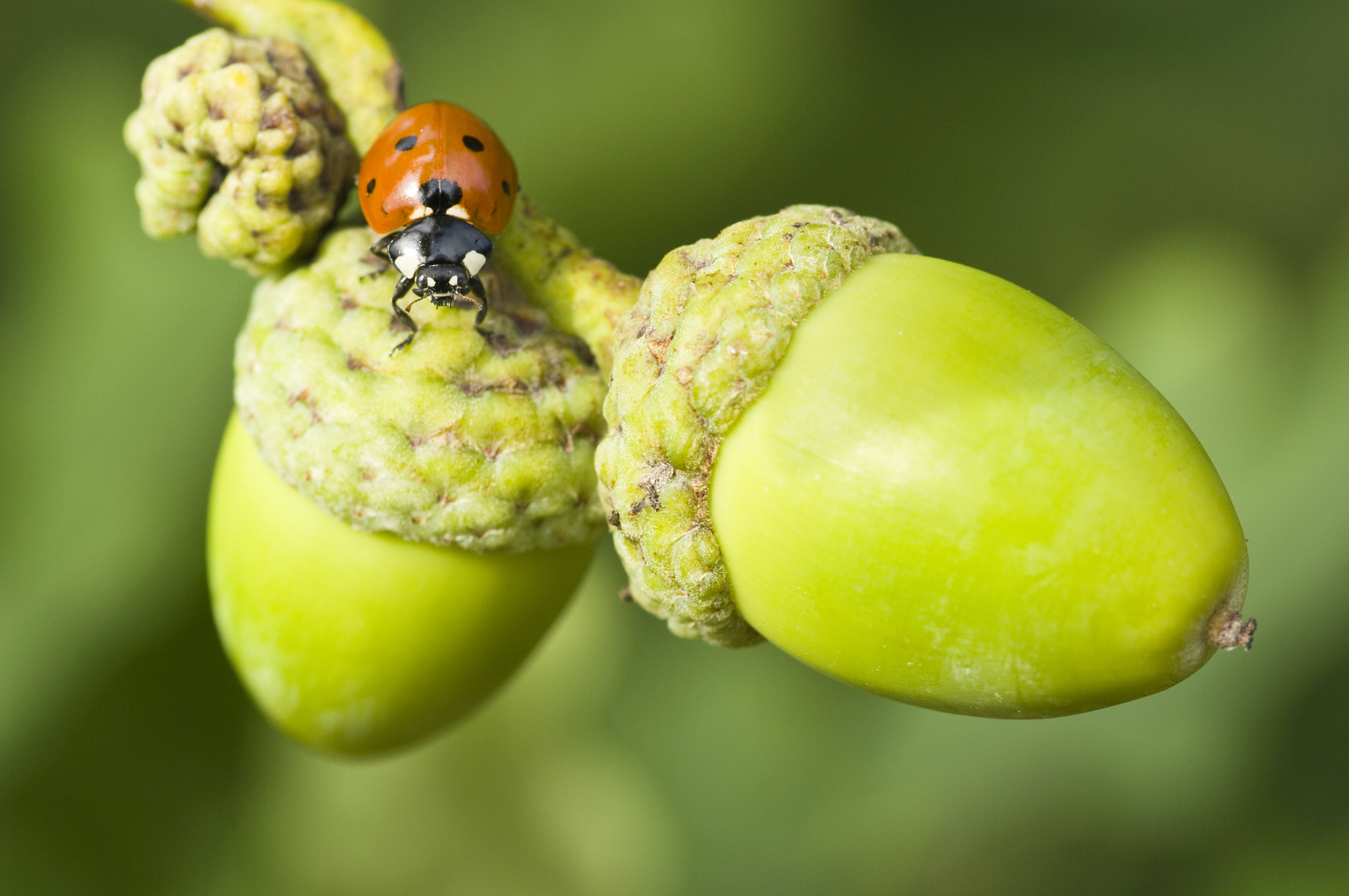 Pentax K20D sample photo. Ladybug photography