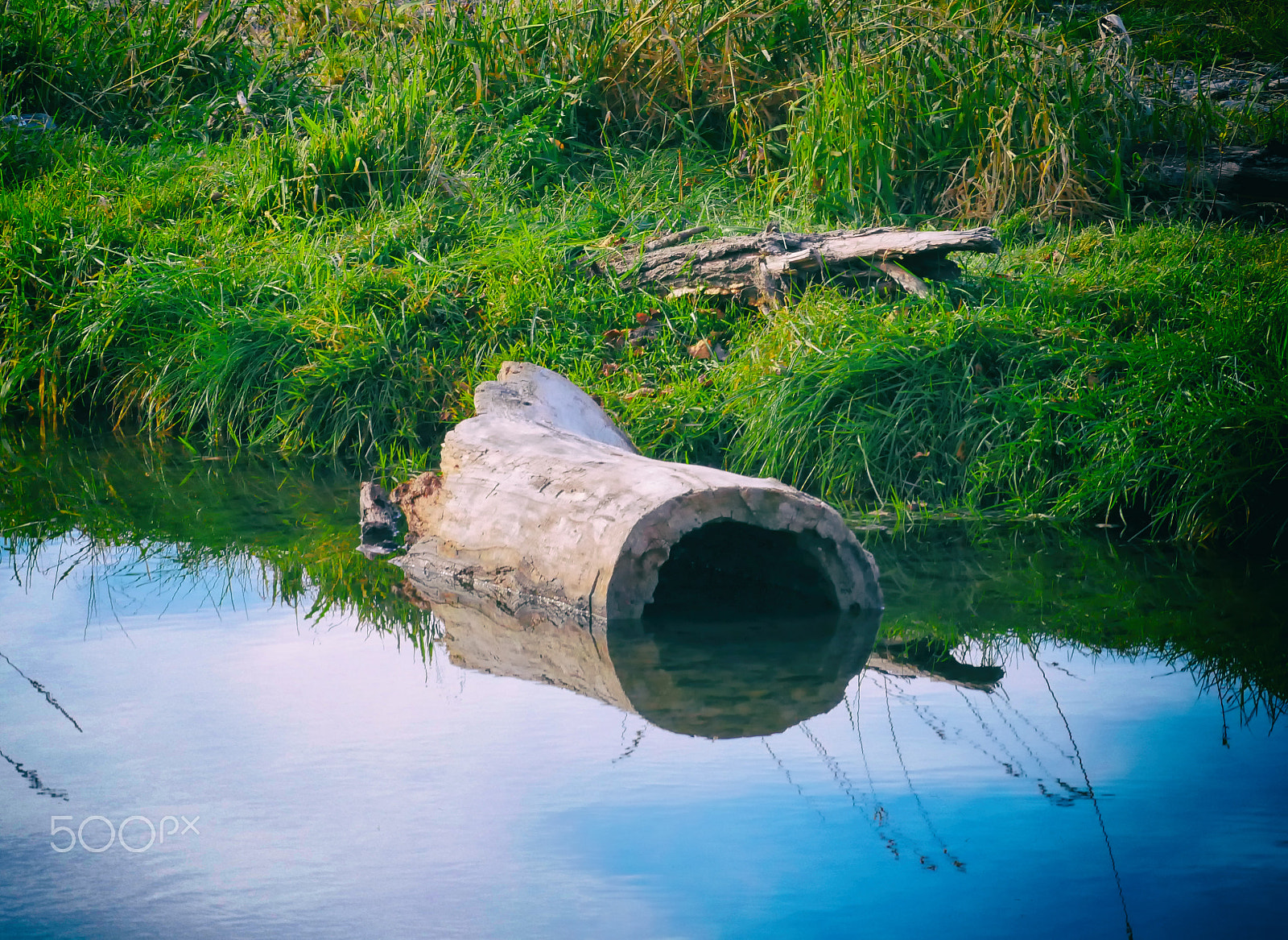 Panasonic Lumix DMC-GH4 + LEICA DG 100-400/F4.0-6.3 sample photo. Hollow log photography
