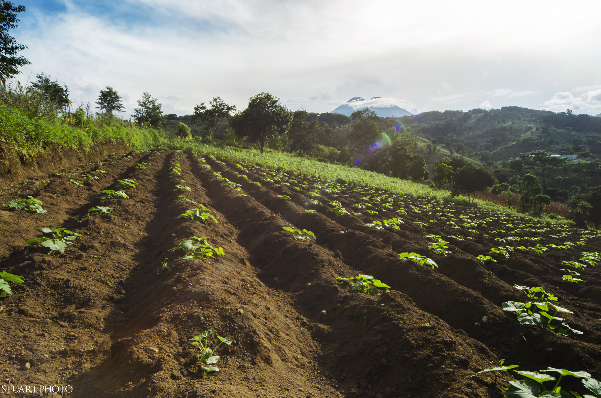 Nikon D5100 + Sigma 12-24mm F4.5-5.6 EX DG Aspherical HSM sample photo. Cultivos de guatemala photography