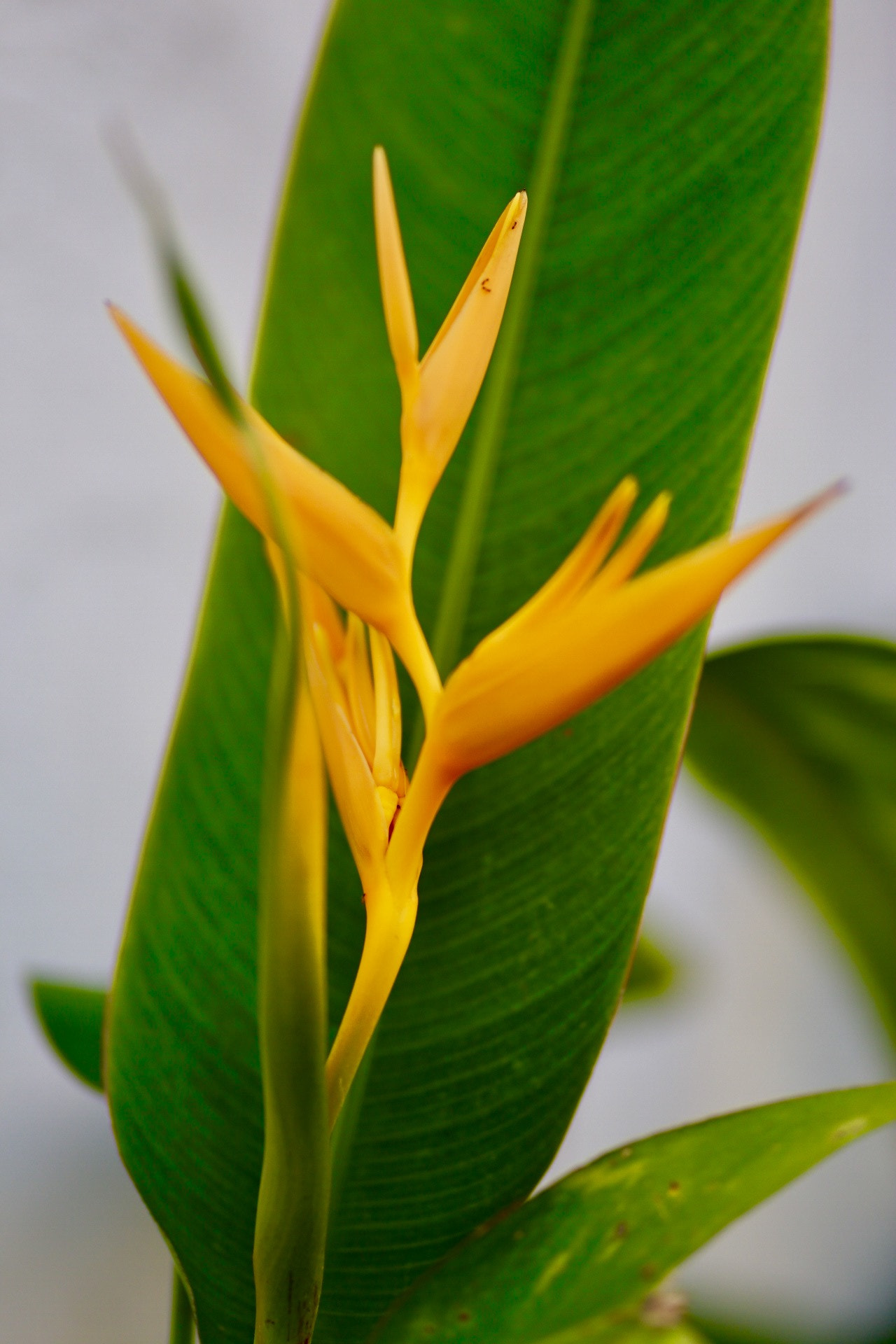 Canon EOS 6D + Canon EF 100mm F2.0 USM sample photo. Tropical flower in my garden. photography