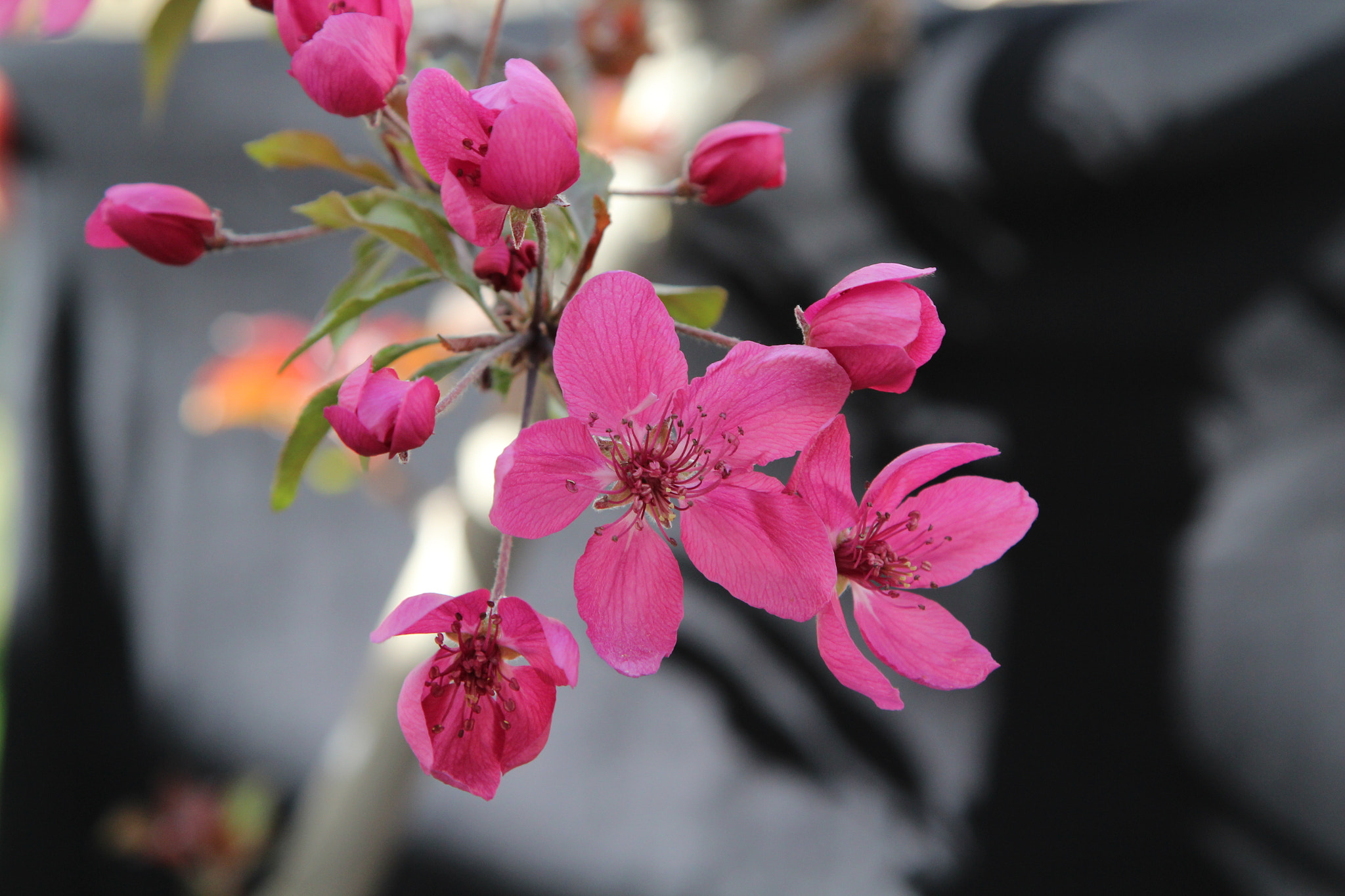 Canon EOS 600D (Rebel EOS T3i / EOS Kiss X5) sample photo. Spring photography