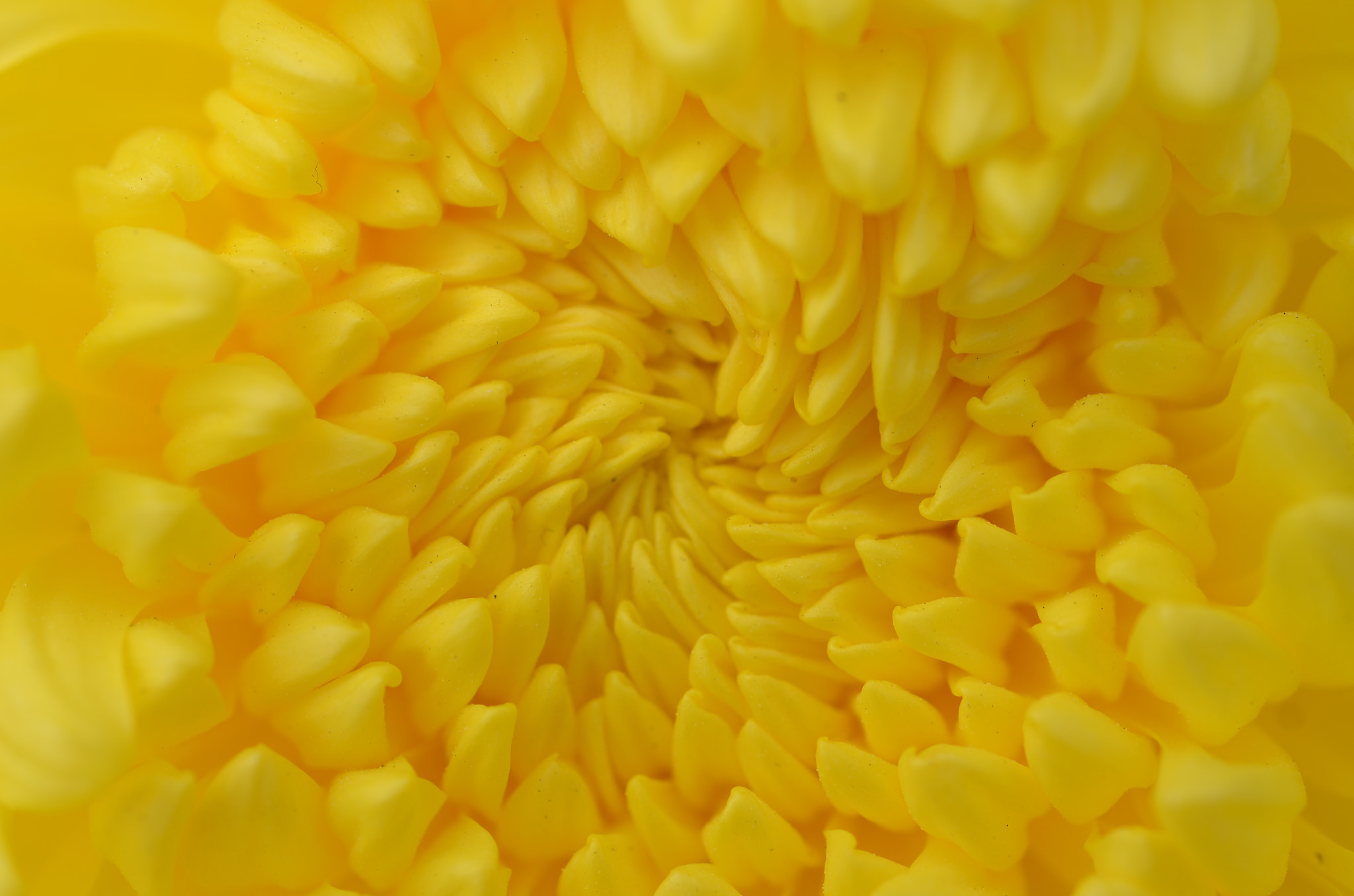 Nikon D7000 + Nikon AF Micro-Nikkor 60mm F2.8D sample photo