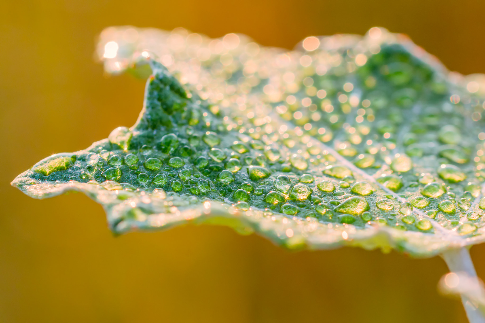 Sigma 105mm F2.8 EX DG OS HSM sample photo. Morning dew photography