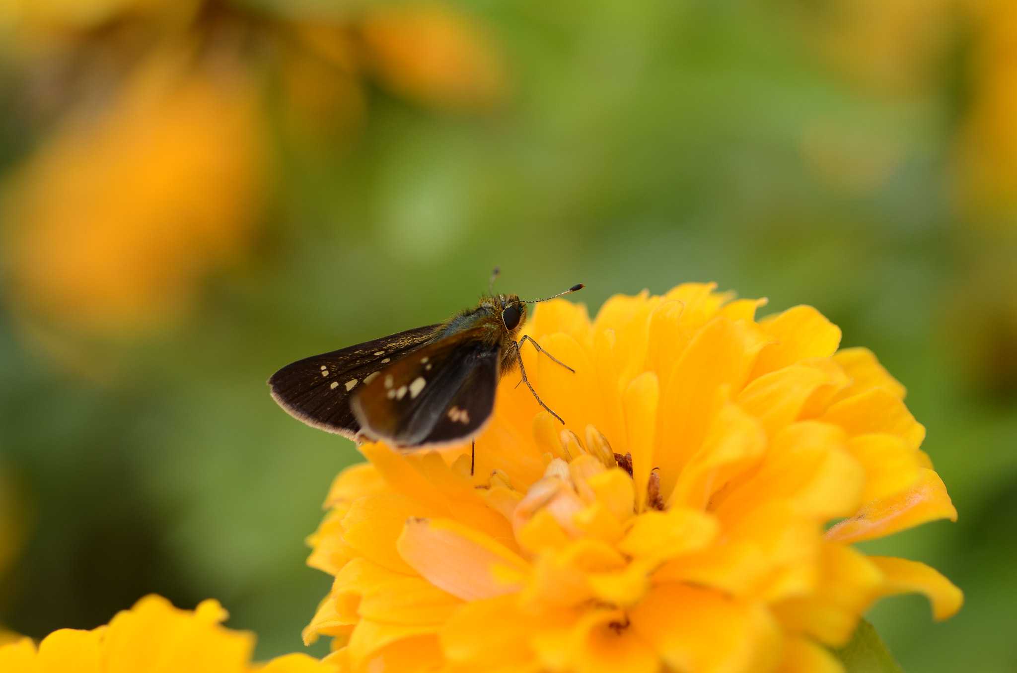 Nikon AF Micro-Nikkor 60mm F2.8D sample photo