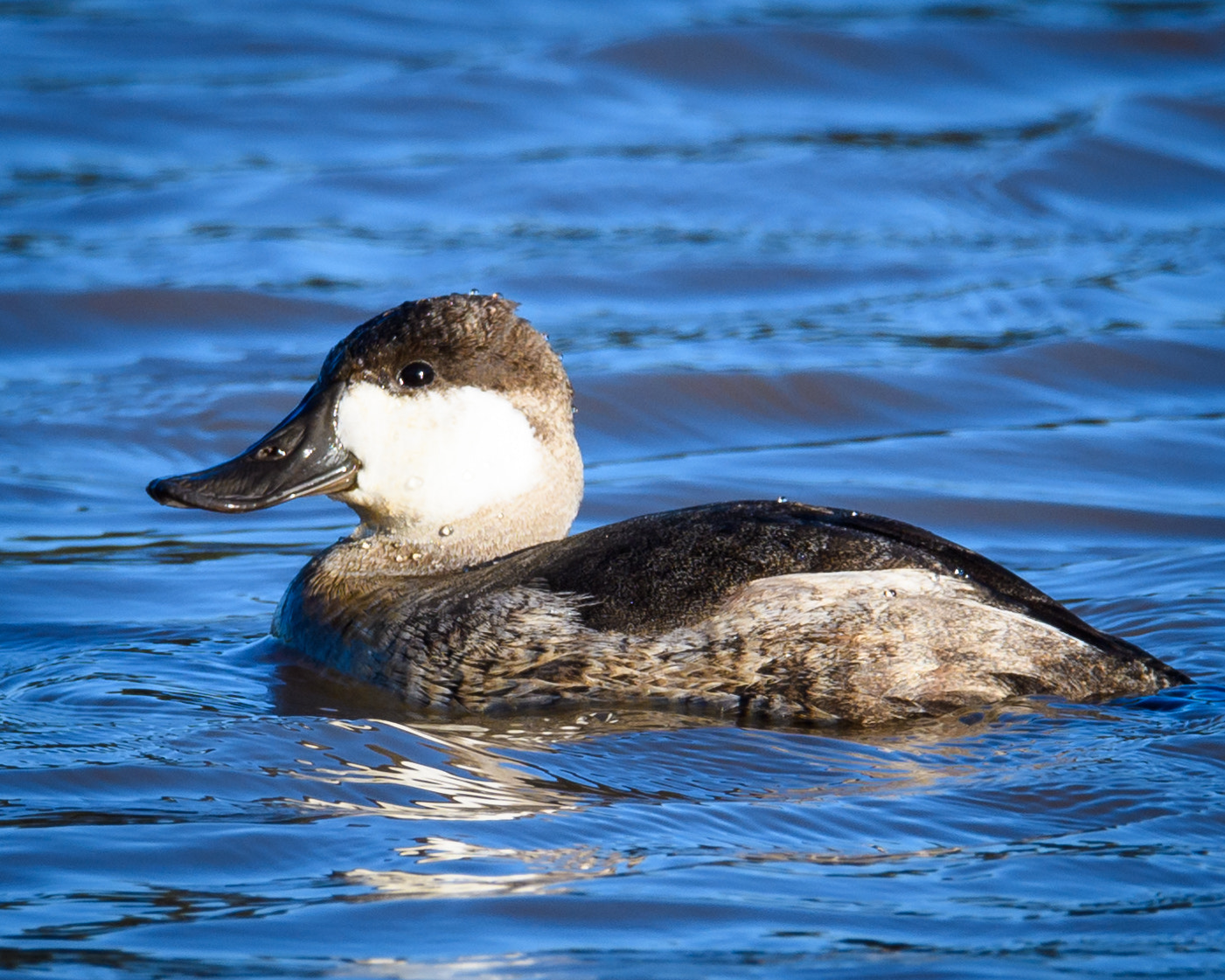 Nikon D500 + Sigma 50mm F2.8 EX DG Macro sample photo. Ruddy duck photography