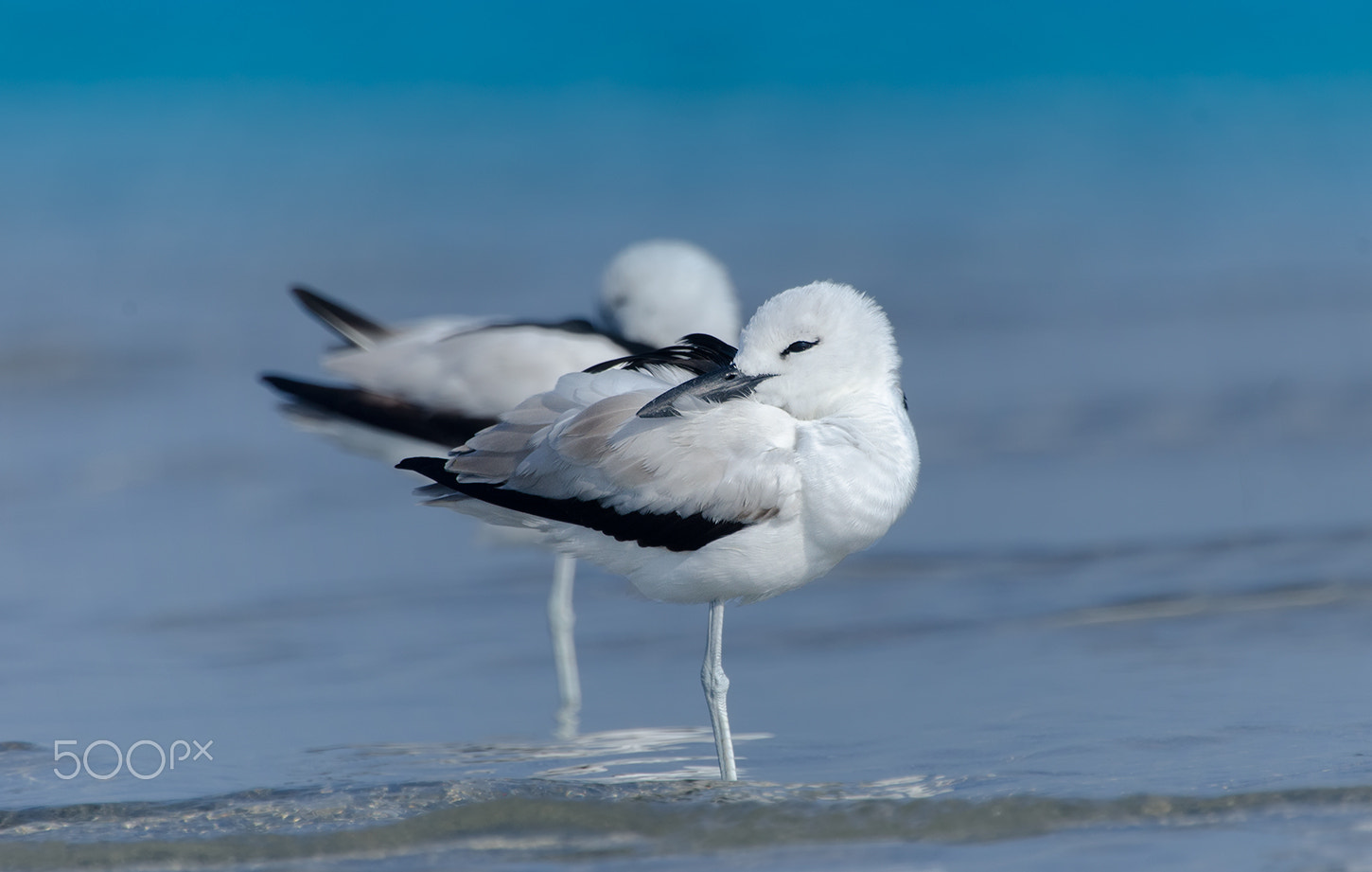 Nikon D7000 + Nikon AF-S Nikkor 500mm F4G ED VR sample photo. Crab plovers photography