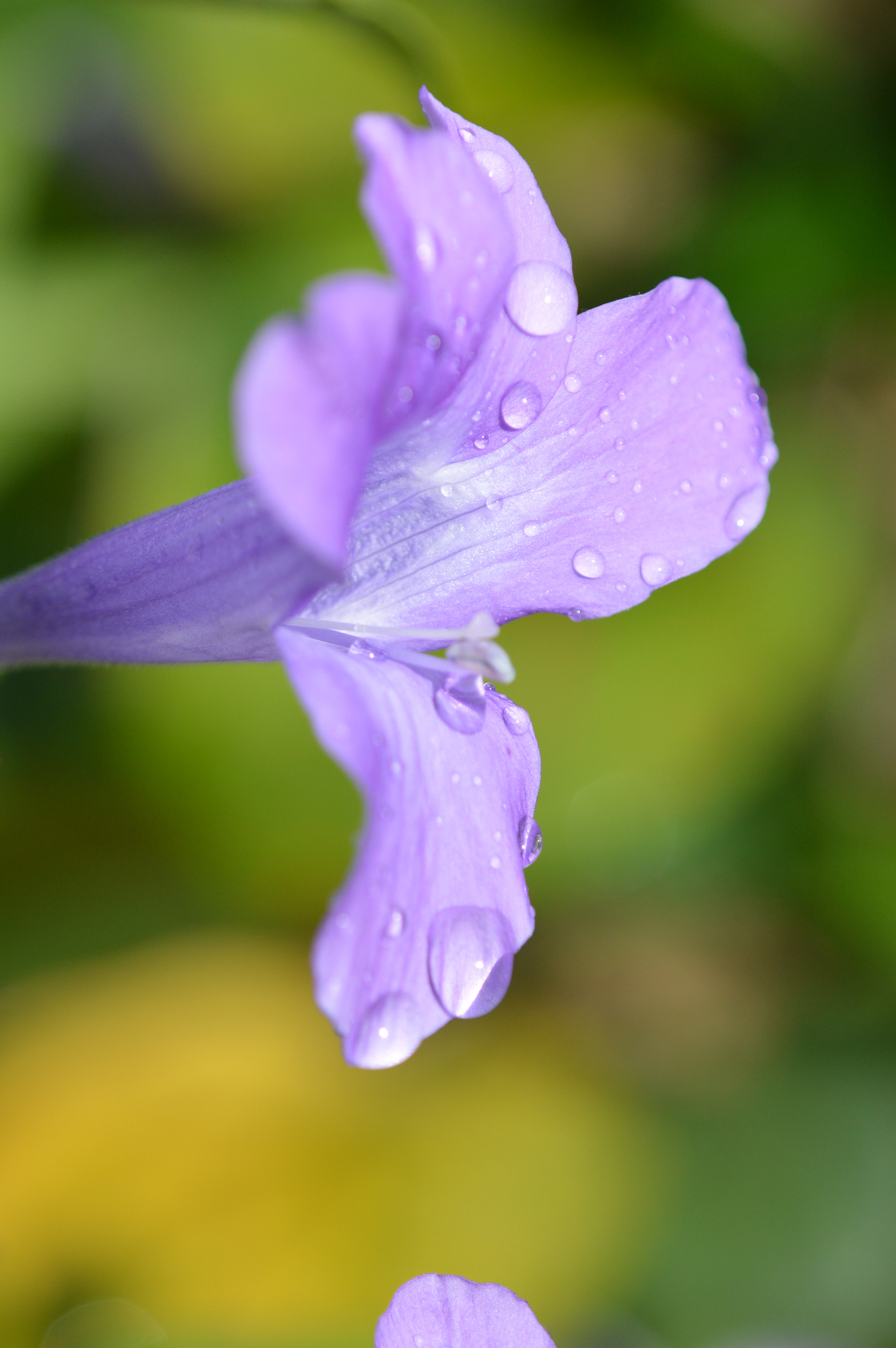 Tamron SP AF 180mm F3.5 Di LD (IF) Macro sample photo. Flowers photography