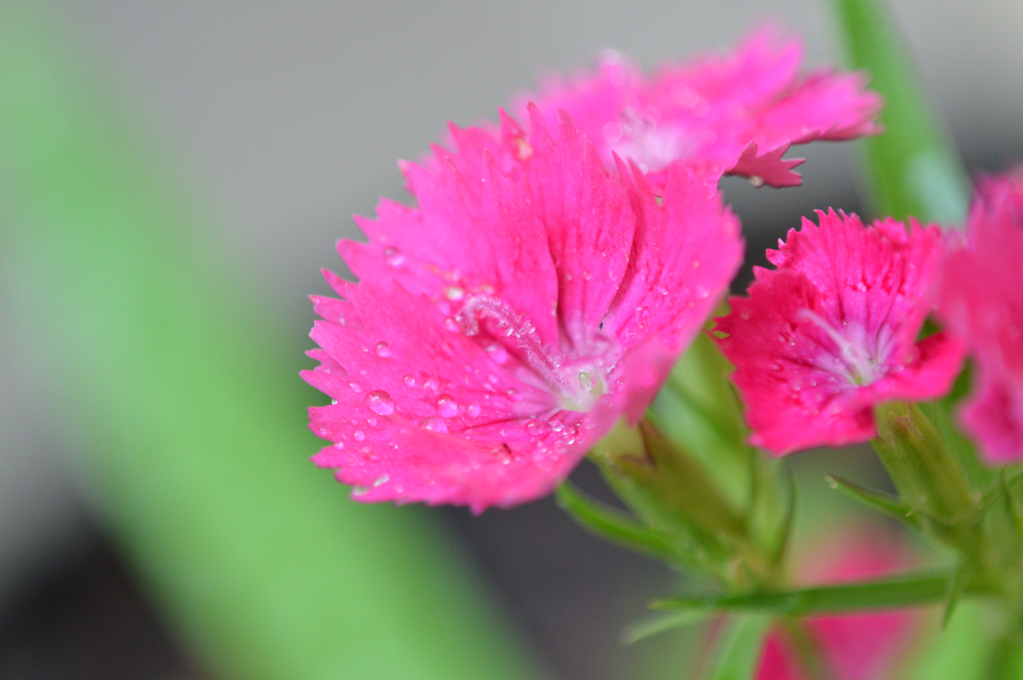Tamron SP AF 180mm F3.5 Di LD (IF) Macro sample photo. Flowers photography