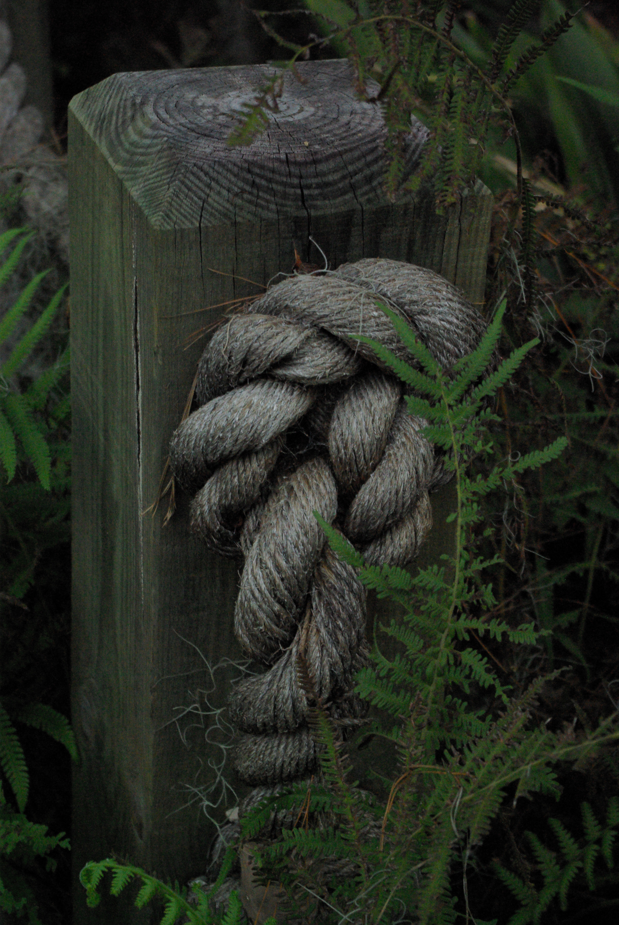 Pentax K10D + Pentax smc DA 18-55mm F3.5-5.6 AL WR sample photo. Savannah botanical garden photography