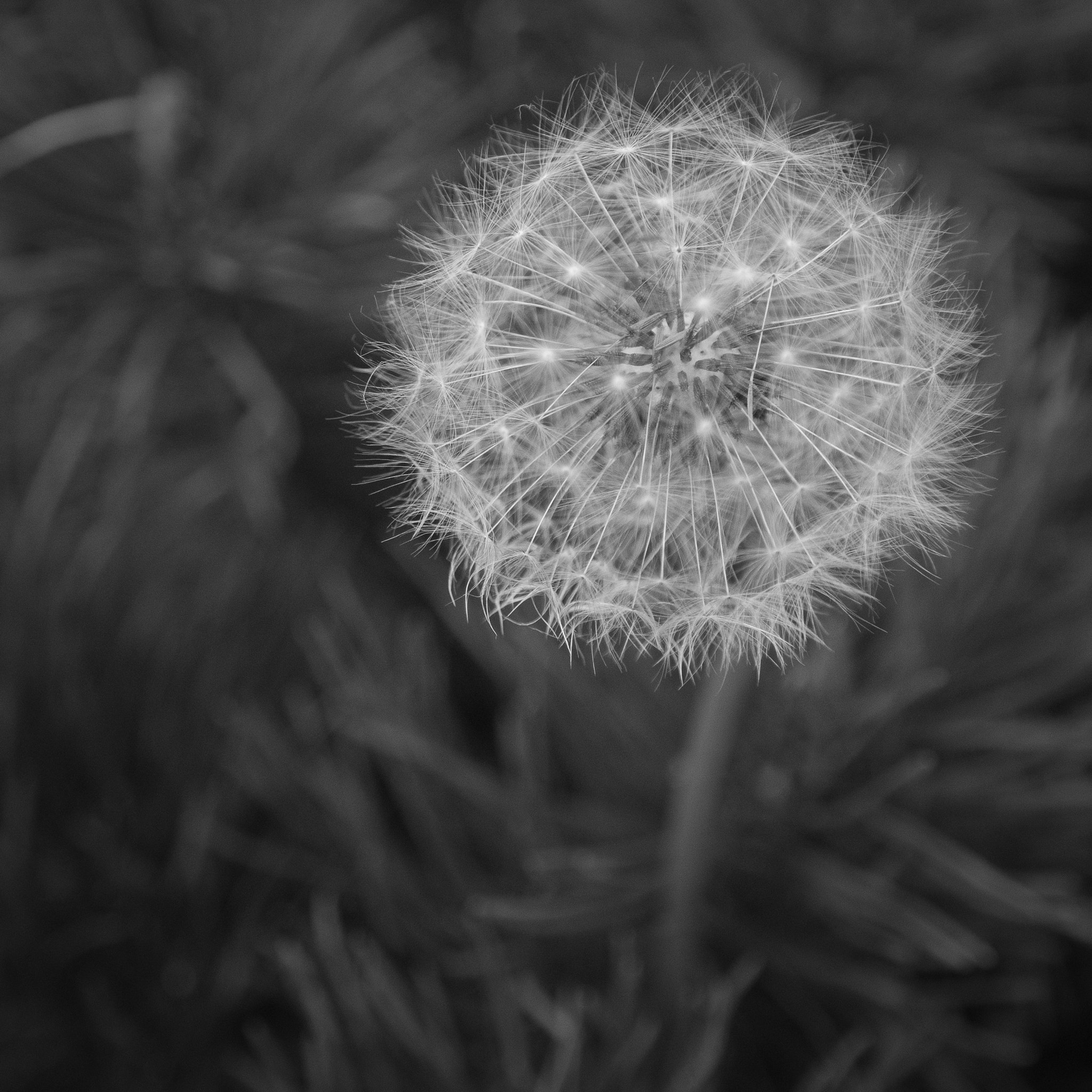 Sony ILCA-77M2 + Sigma 17-70mm F2.8-4 DC Macro HSM sample photo. Dandy lion of winter photography