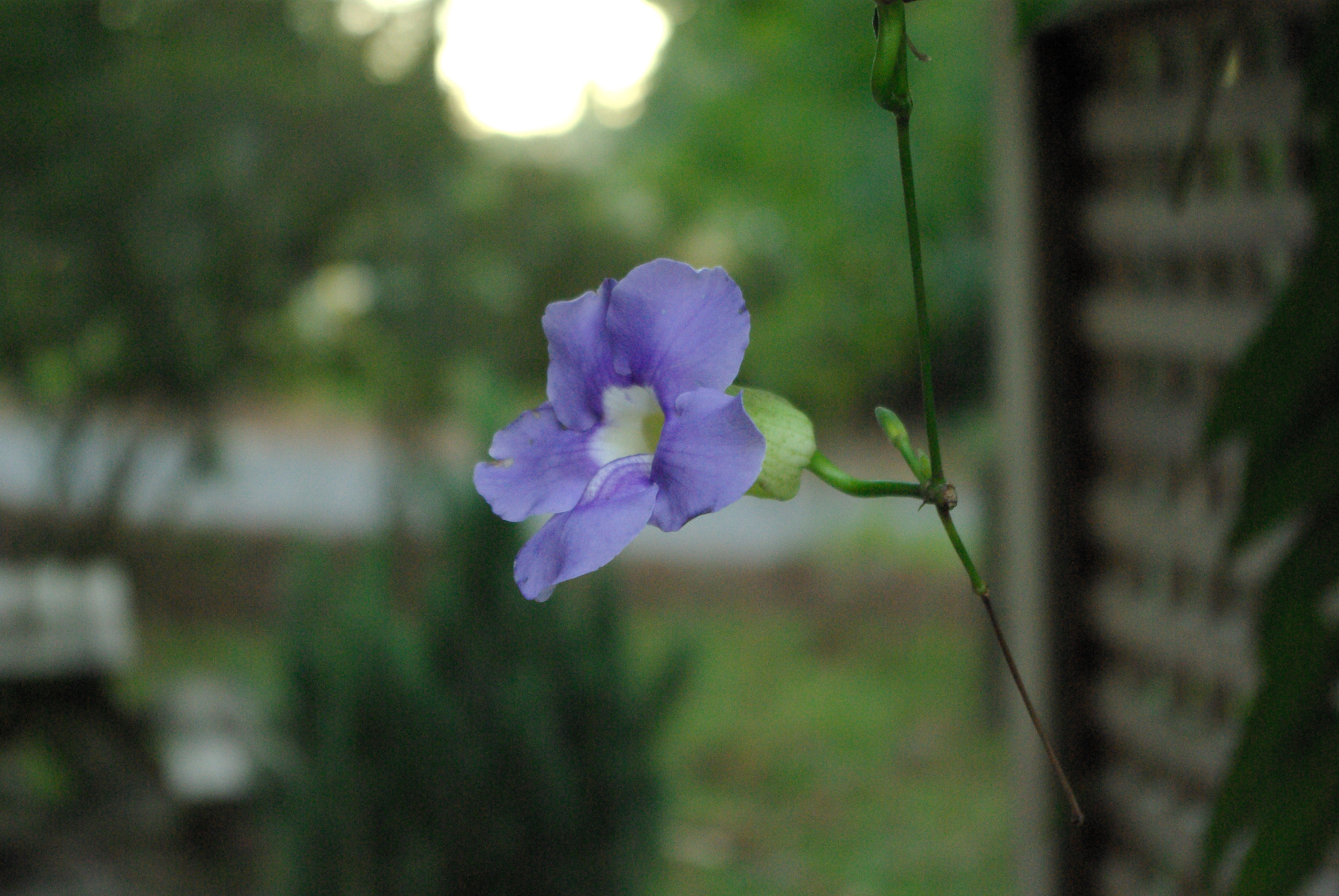 Pentax K10D sample photo. Savannah botanical garden photography