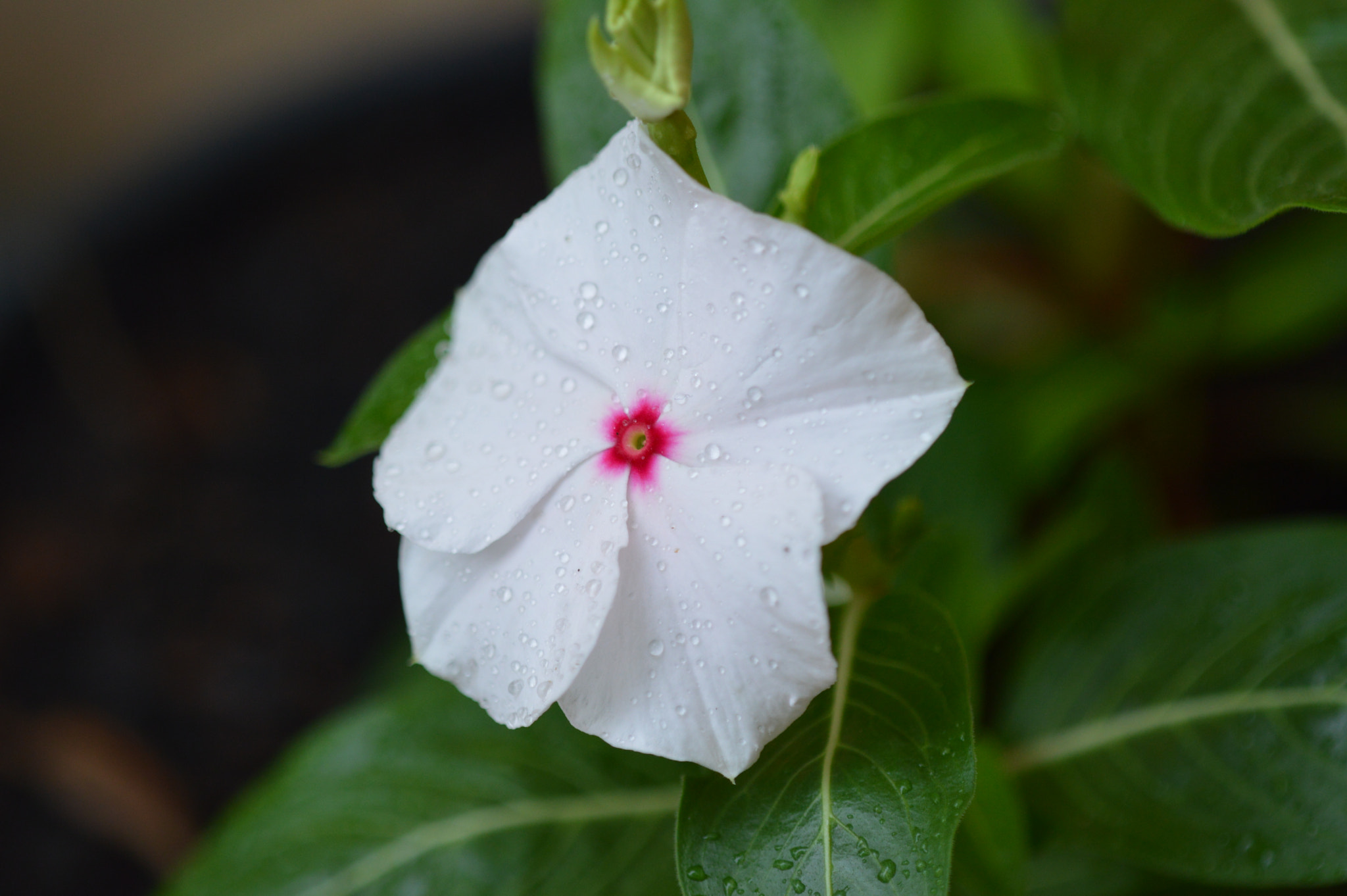 Tamron SP AF 180mm F3.5 Di LD (IF) Macro sample photo. Flowers photography