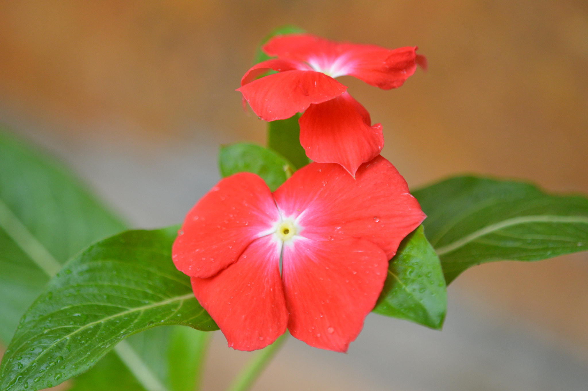 Tamron SP AF 180mm F3.5 Di LD (IF) Macro sample photo. Flowers photography