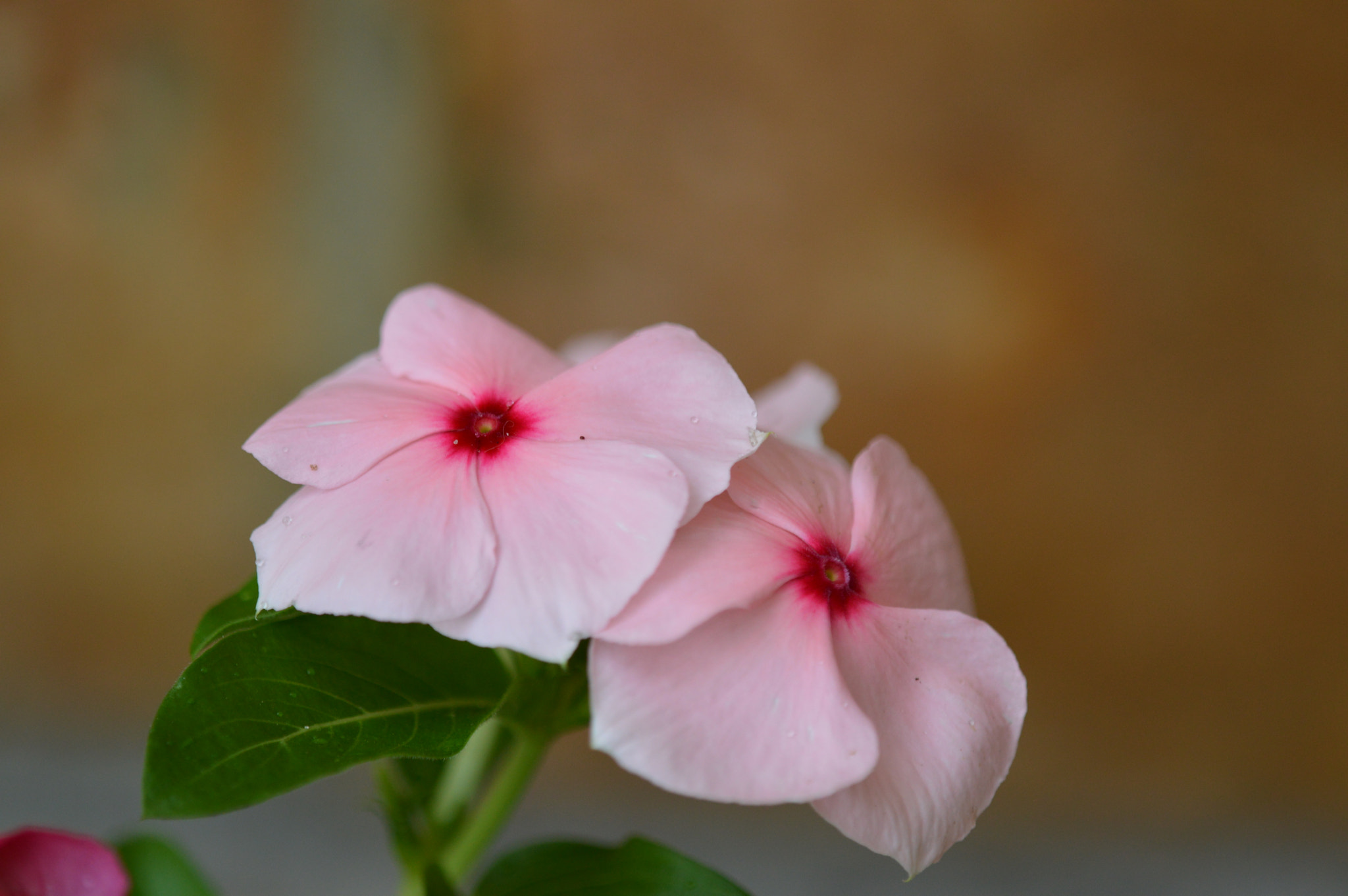 Nikon D3200 + Tamron SP AF 180mm F3.5 Di LD (IF) Macro sample photo. Flowers photography