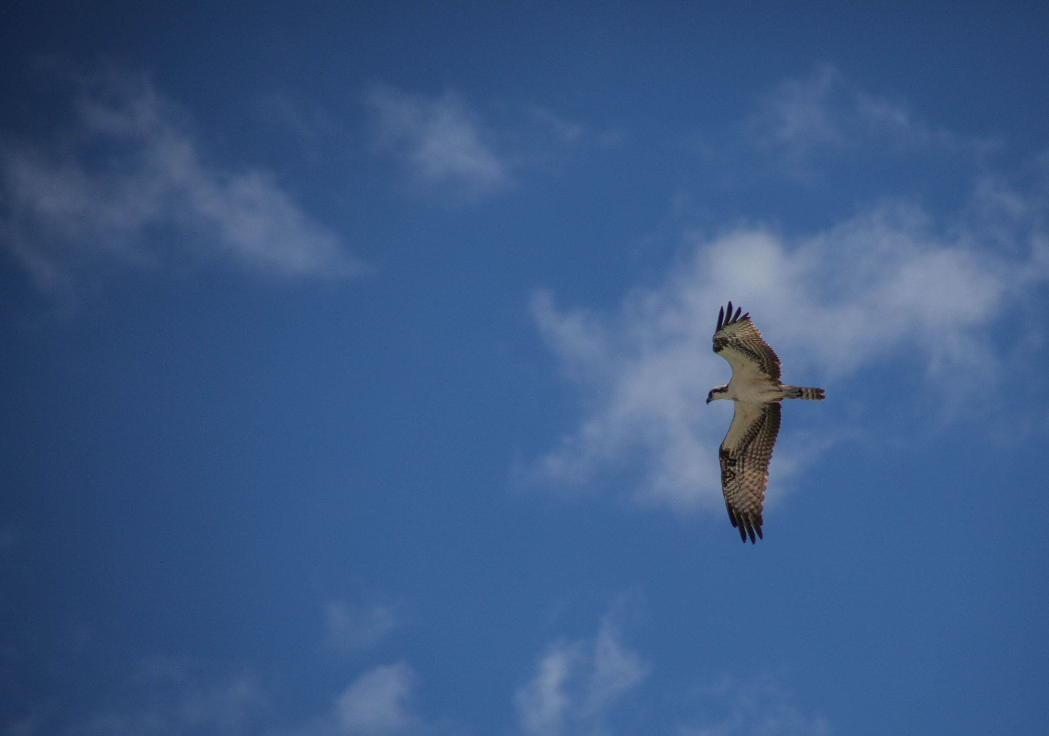 Canon EOS 5D Mark II + Tamron AF 28-200mm F3.8-5.6 XR Di Aspherical (IF) Macro sample photo. Florida osprey photography