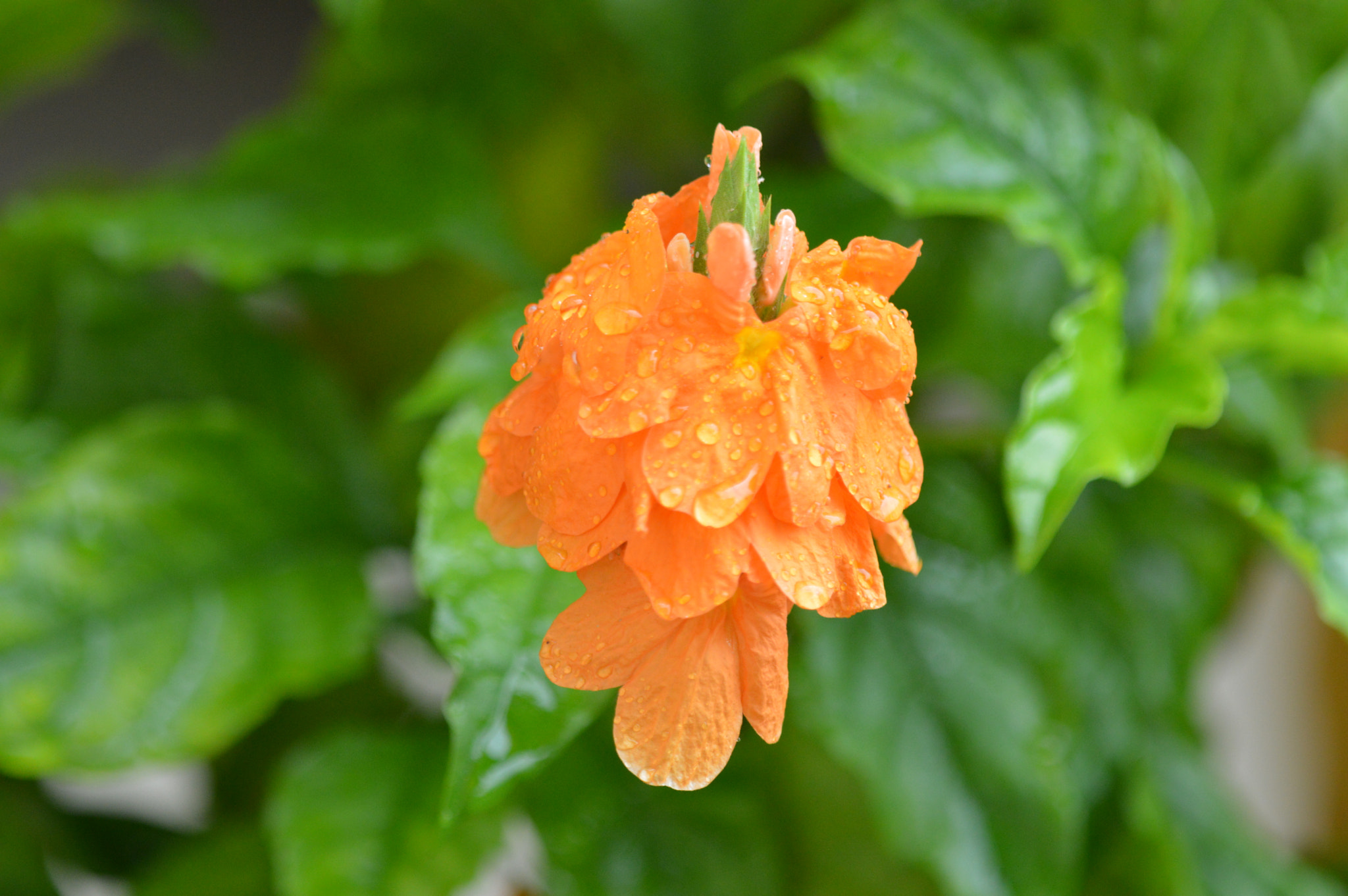 Tamron SP AF 180mm F3.5 Di LD (IF) Macro sample photo. Flowers photography