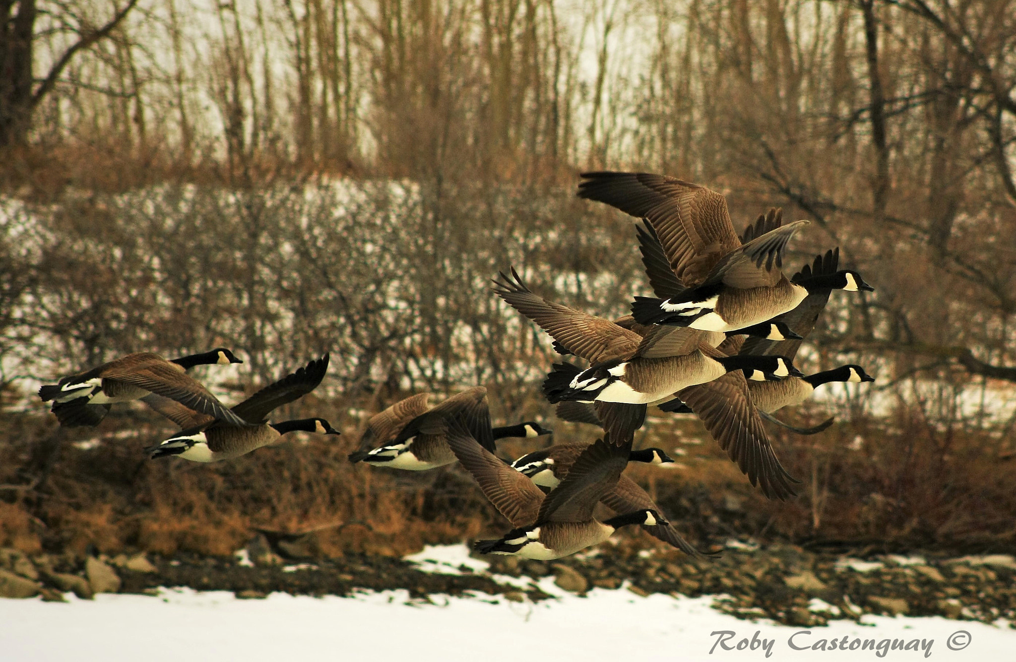 Canon EF 75-300mm f/4-5.6 USM sample photo. Bernache du canada photography