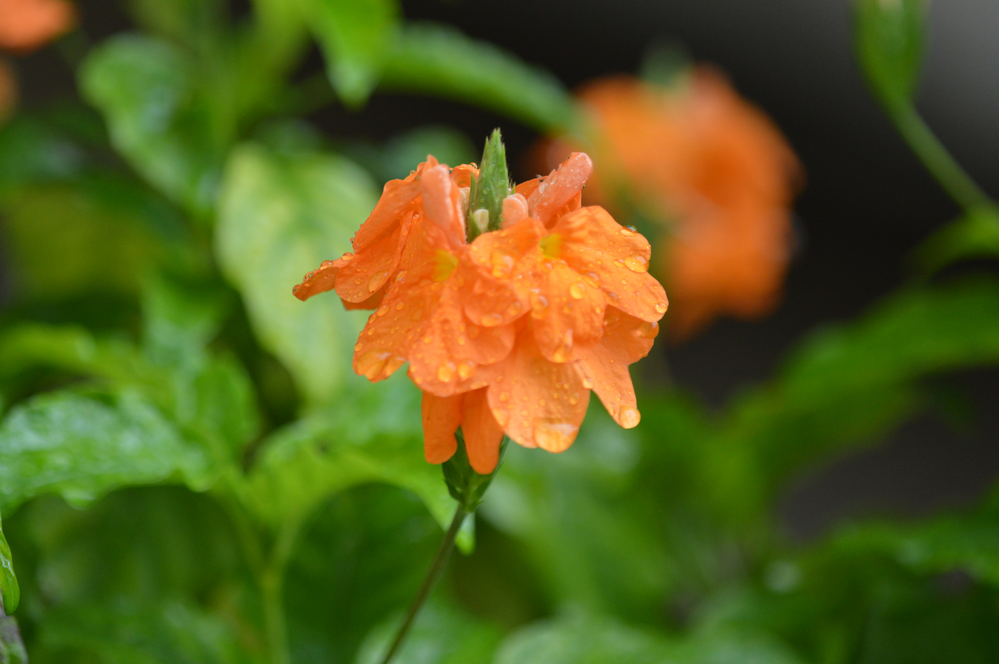 Tamron SP AF 180mm F3.5 Di LD (IF) Macro sample photo. Flowers photography