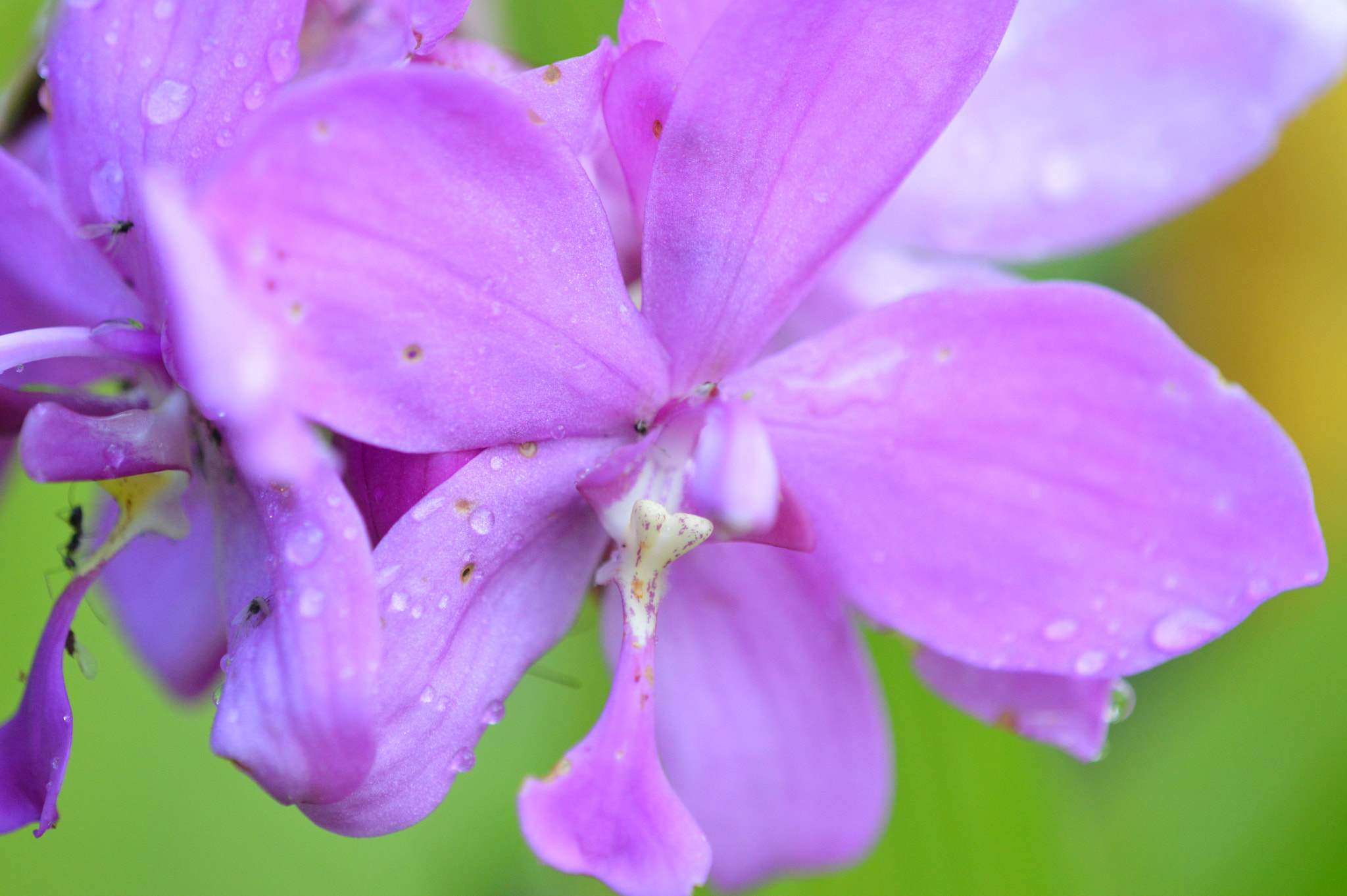 Tamron SP AF 180mm F3.5 Di LD (IF) Macro sample photo. Flowers photography